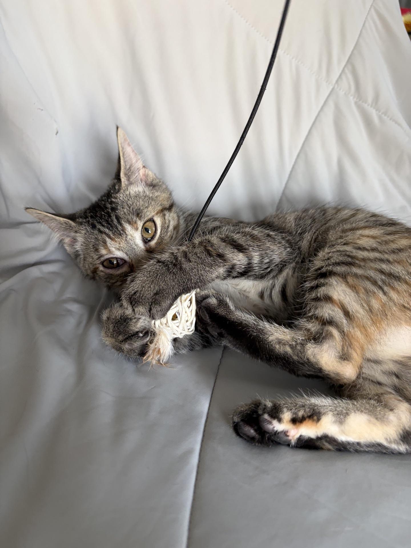 Enlarge Amana...a little gift of grace and playfulnes, a Adoptable Domestic Short Hair in Murfreesboro, TN image 3/5