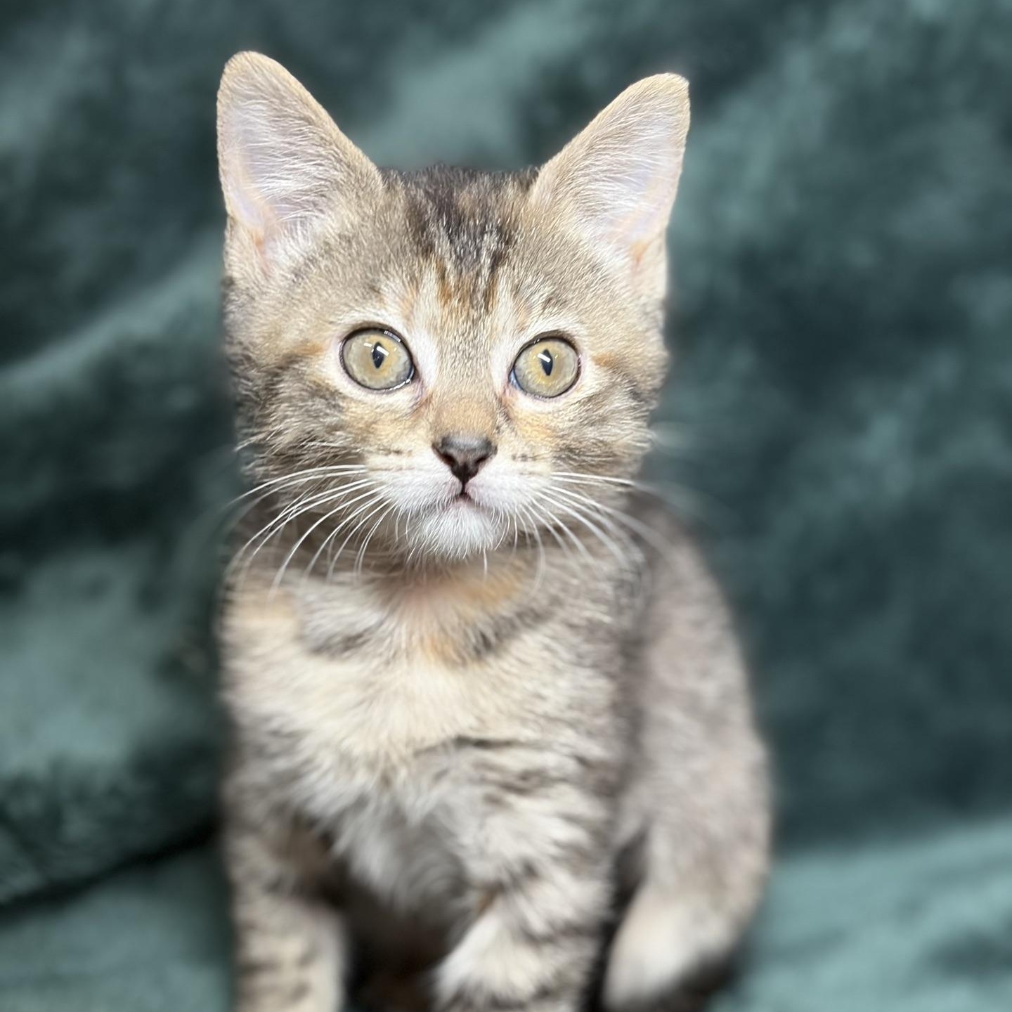 Enlarge Amana...a little gift of grace and playfulnes, a Adoptable Domestic Short Hair in Murfreesboro, TN image 4/5