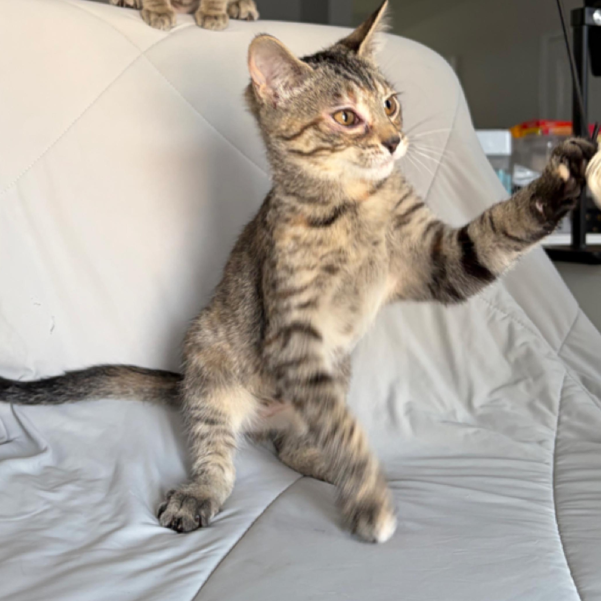 Enlarge Amana...a little gift of grace and playfulnes, a Adoptable Domestic Short Hair in Murfreesboro, TN image 2/5