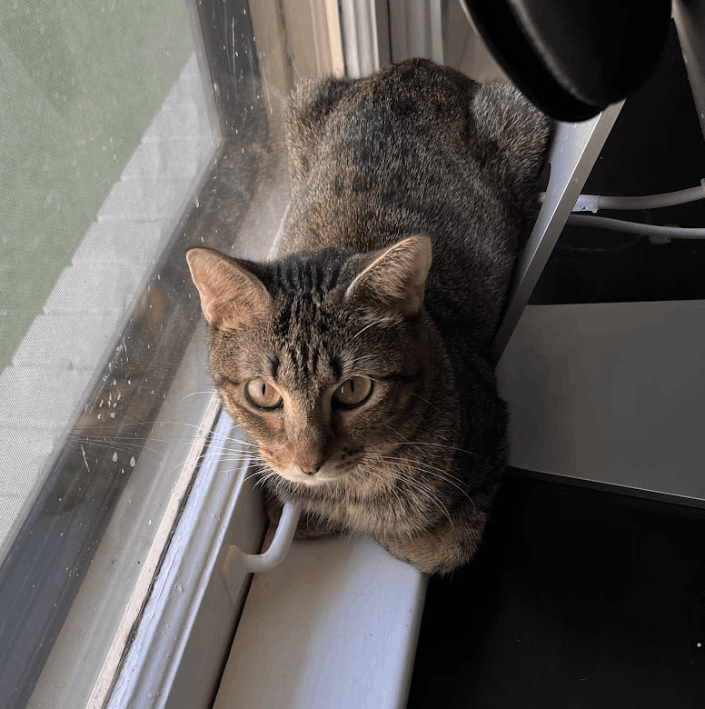 Precious, a Adoptable Domestic Short Hair in Fort Worth, TX image 1/11