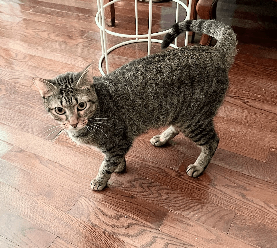 Precious, a Adoptable Domestic Short Hair in Fort Worth, TX image 2/11