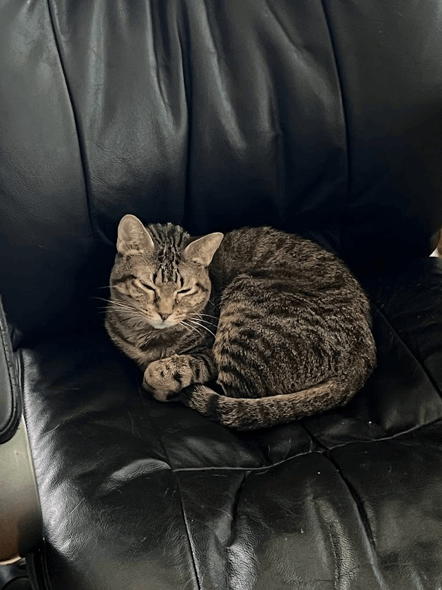 Precious, a Adoptable Domestic Short Hair in Fort Worth, TX image 3/11