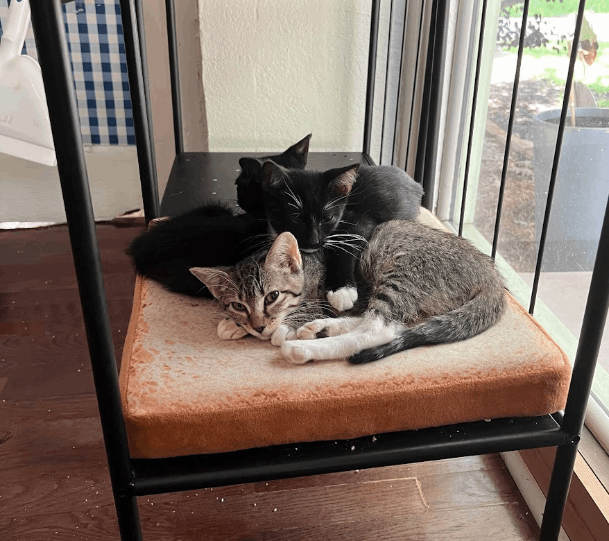 Precious, a Adoptable Domestic Short Hair in Fort Worth, TX image 4/11