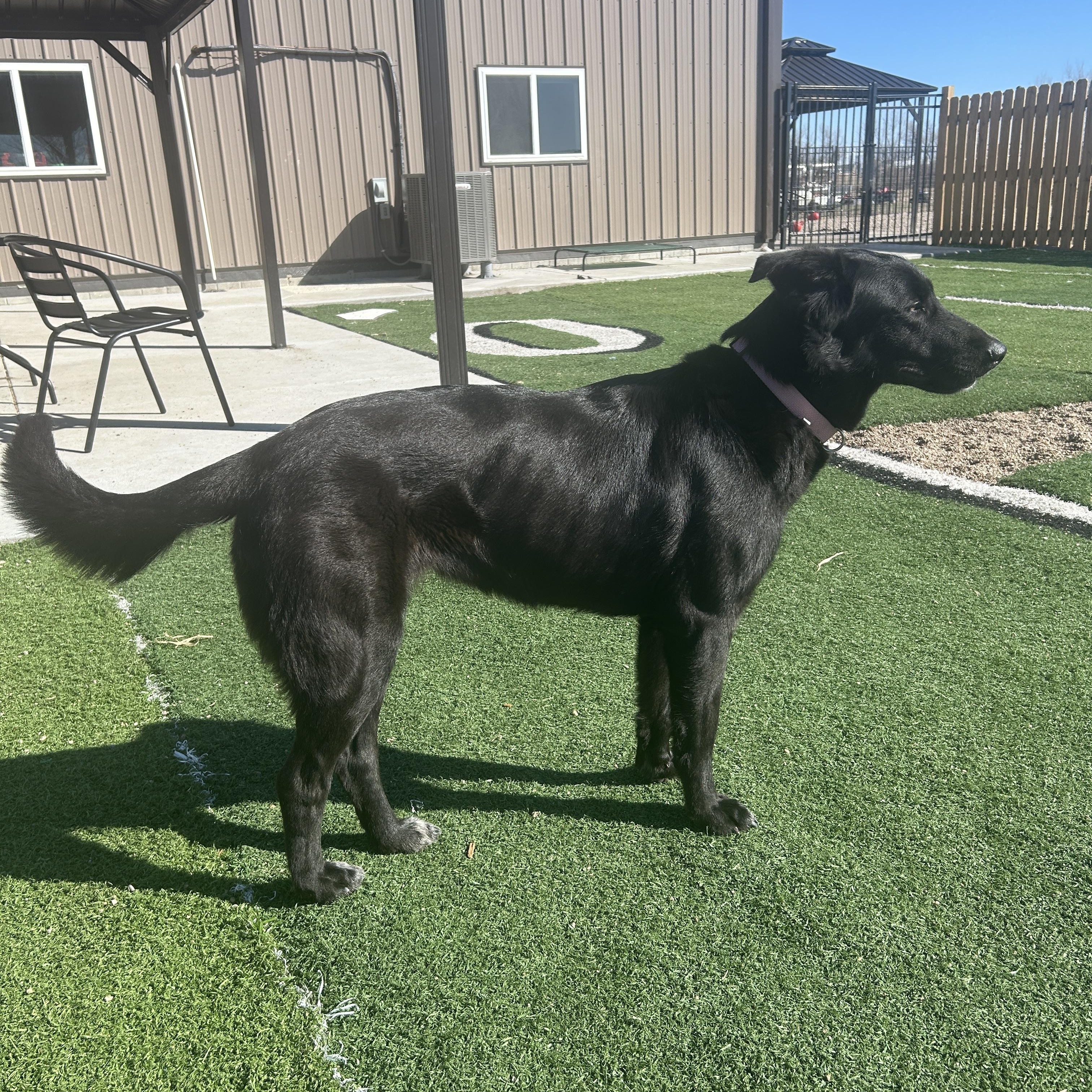 Enlarge Beauty, an adoptable mixed breed in Seward, NE image 2/2