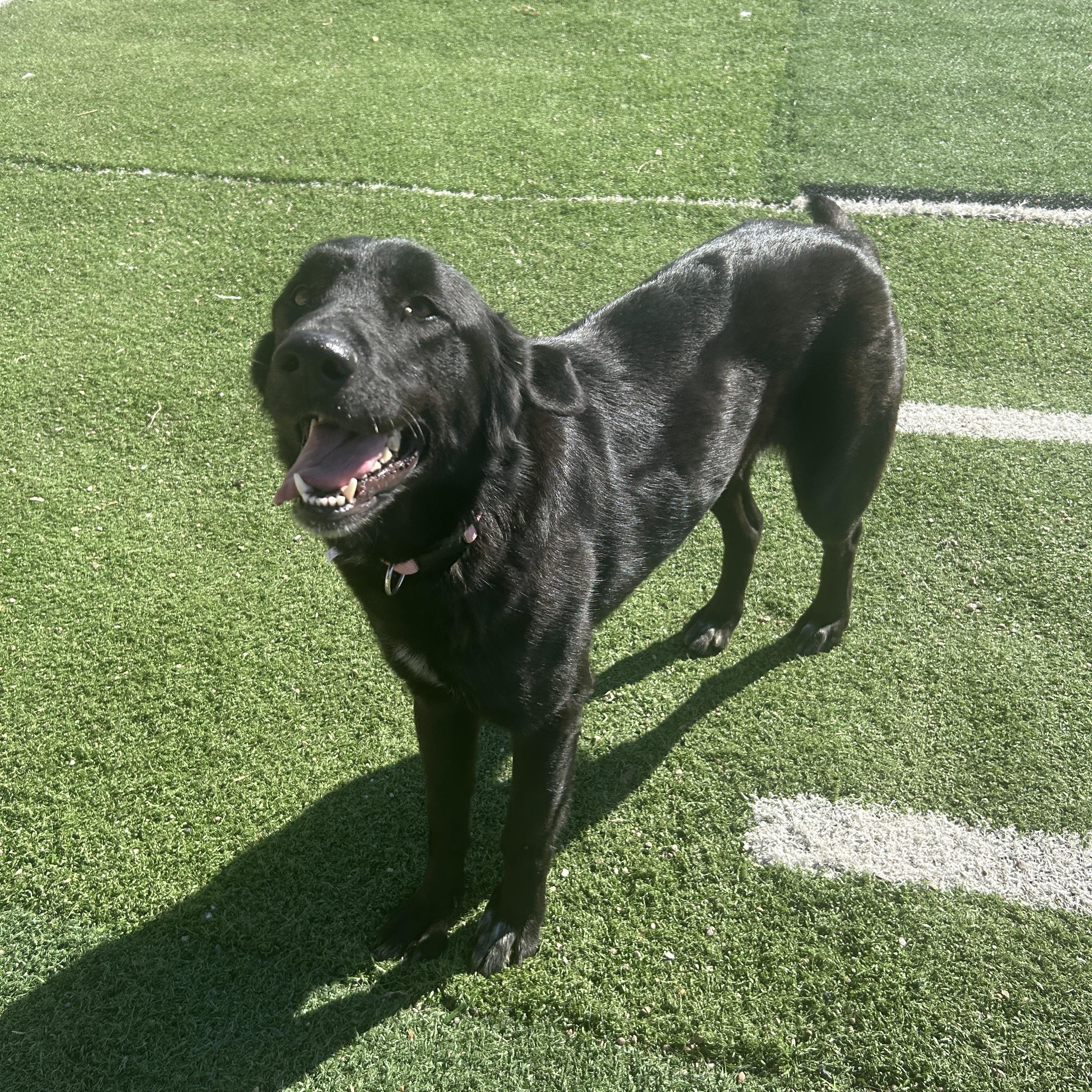 Beauty, adoptable, Young Female Labrador Retriever.