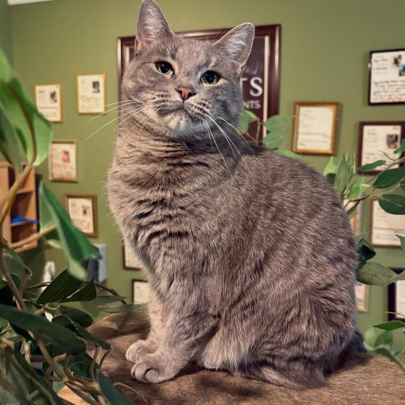 Blair, adopted, Young Female Domestic Short Hair.