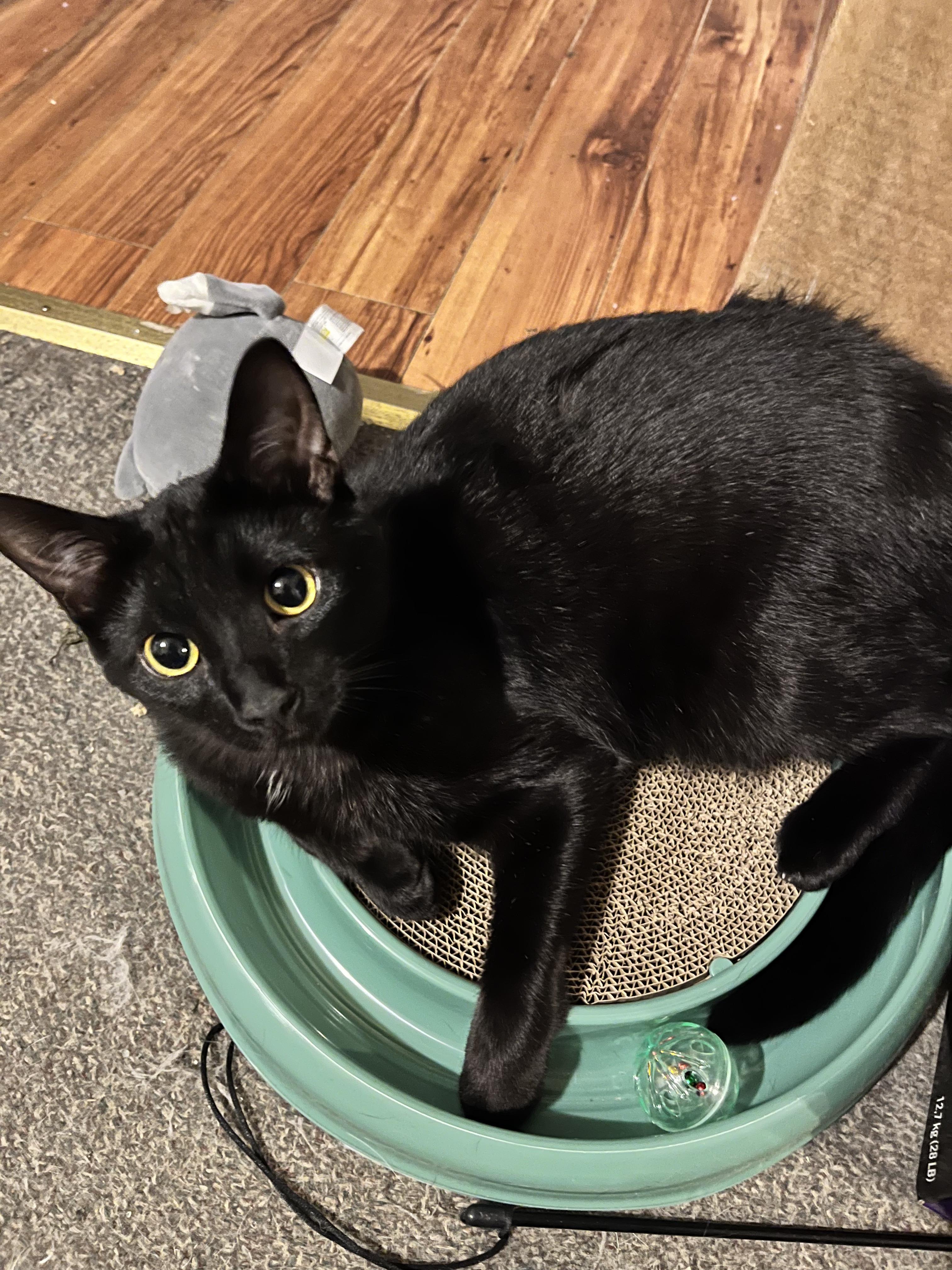 Enlarge MURPHY (bonded with MAVIS), an adoptable Domestic Short Hair in Tillsonburg, ON image 5/6