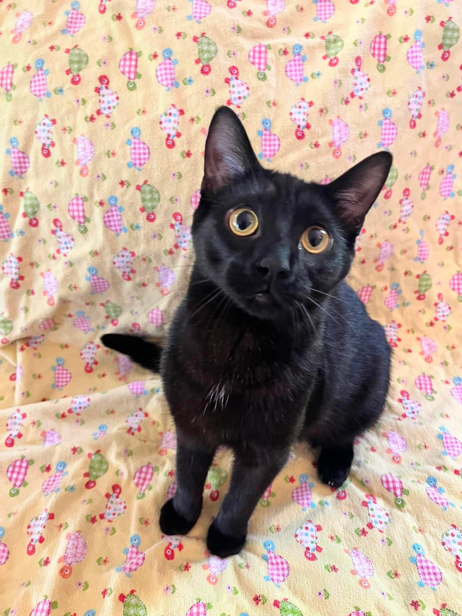 Enlarge MURPHY (bonded with MAVIS), an adoptable Domestic Short Hair in Tillsonburg, ON image 3/6