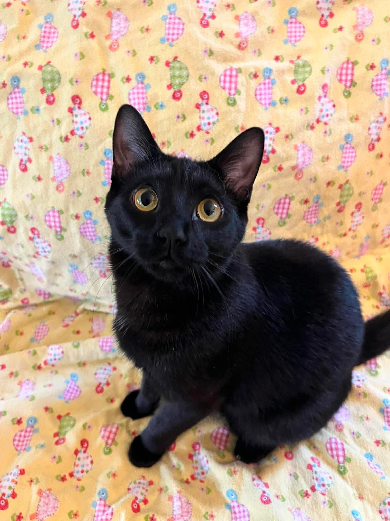 MURPHY (bonded with MAVIS), adoptable, Kitten Male Domestic Short Hair.