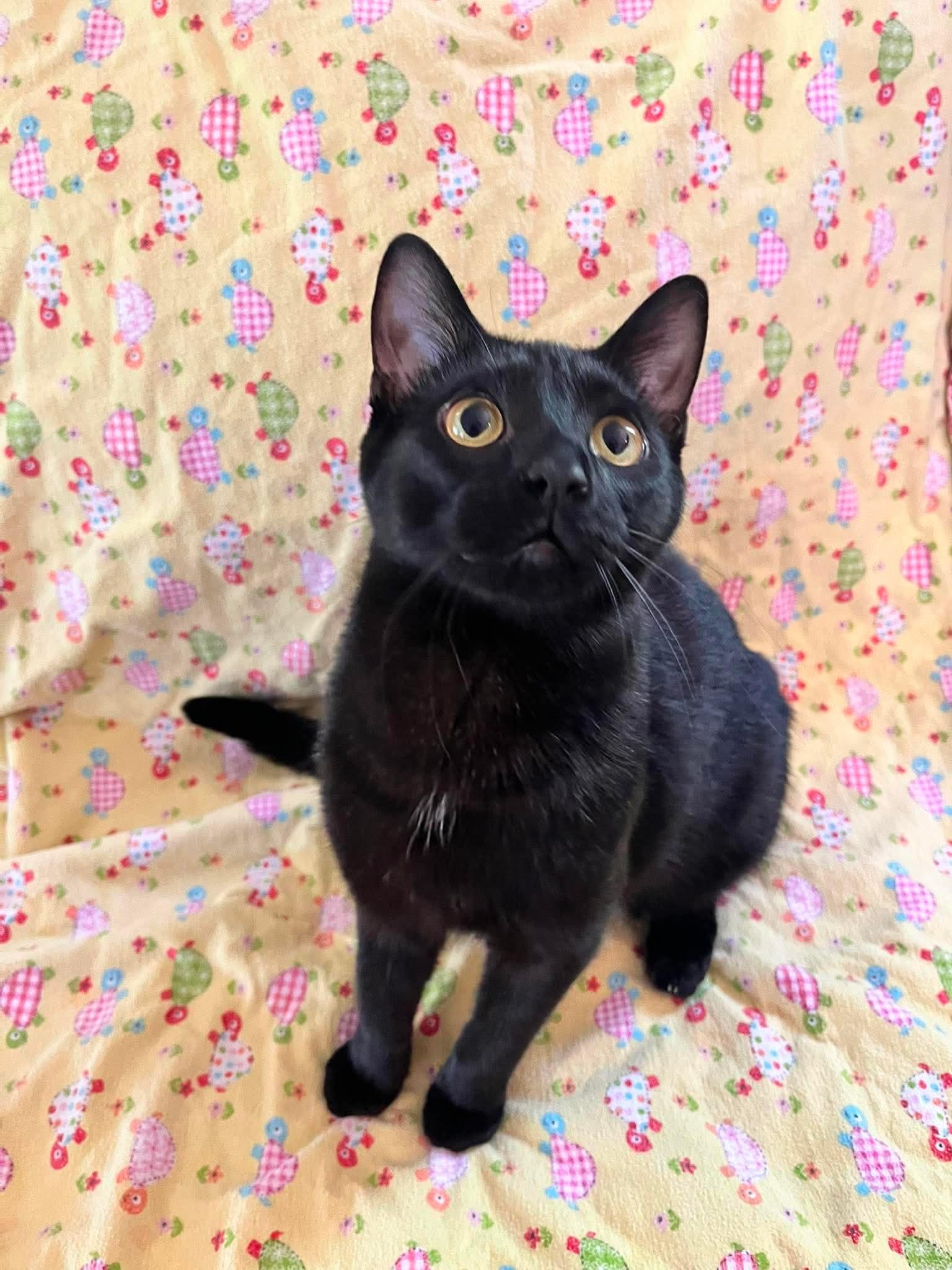 Enlarge MURPHY (bonded with MAVIS), an adoptable Domestic Short Hair in Tillsonburg, ON image 2/6