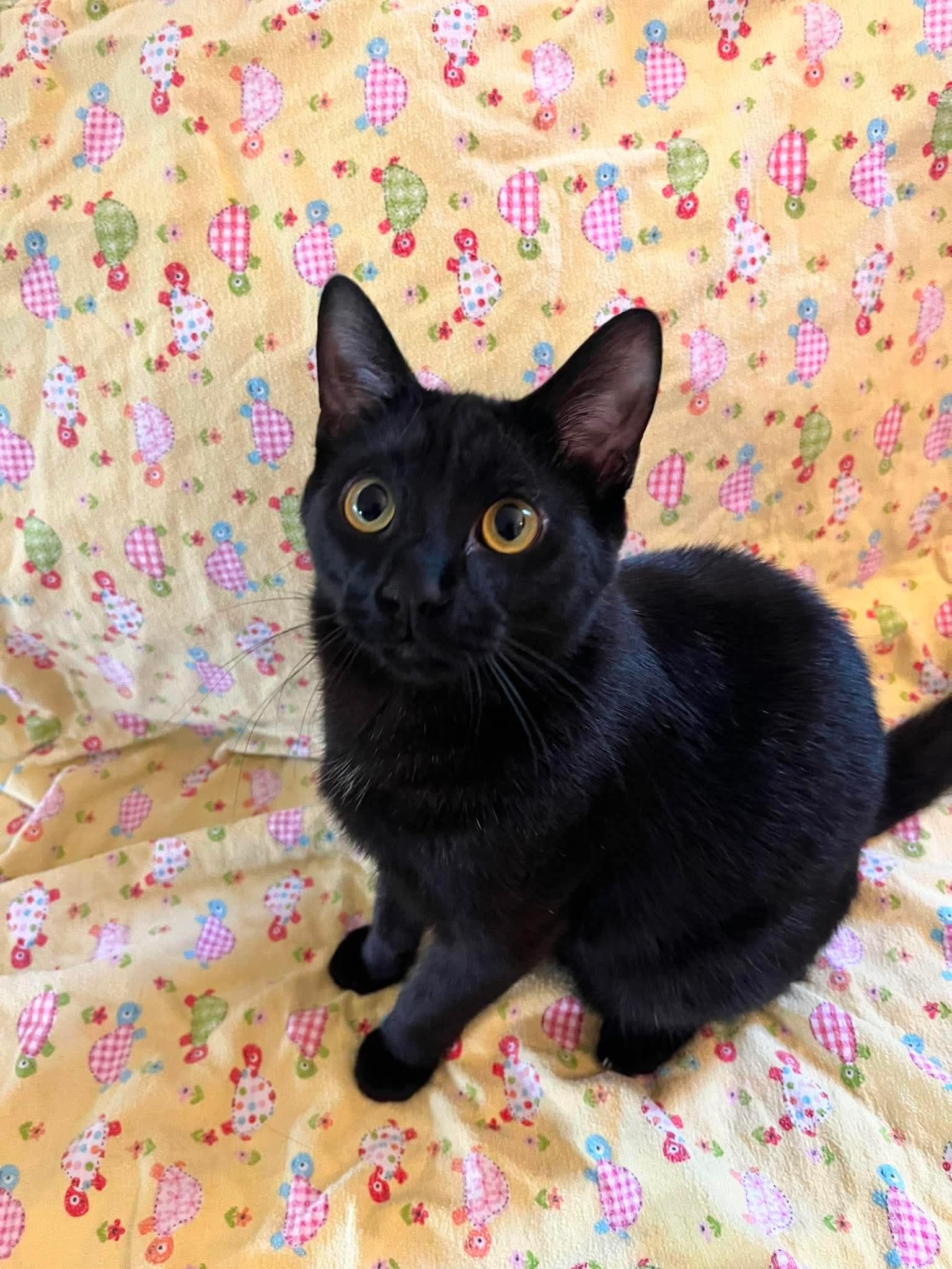 Enlarge MURPHY (bonded with MAVIS), an adoptable Domestic Short Hair in Tillsonburg, ON image 4/6