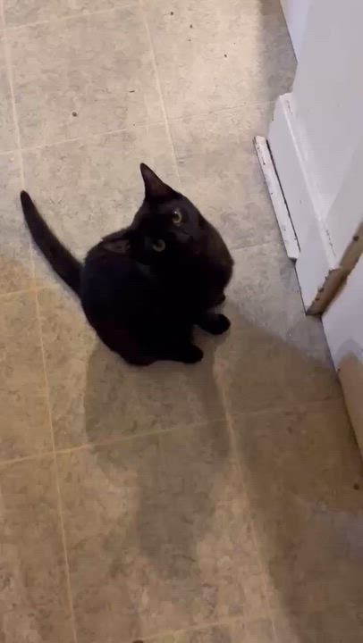 Enlarge MURPHY (bonded with MAVIS), an adoptable Domestic Short Hair in Tillsonburg, ON video 6/6