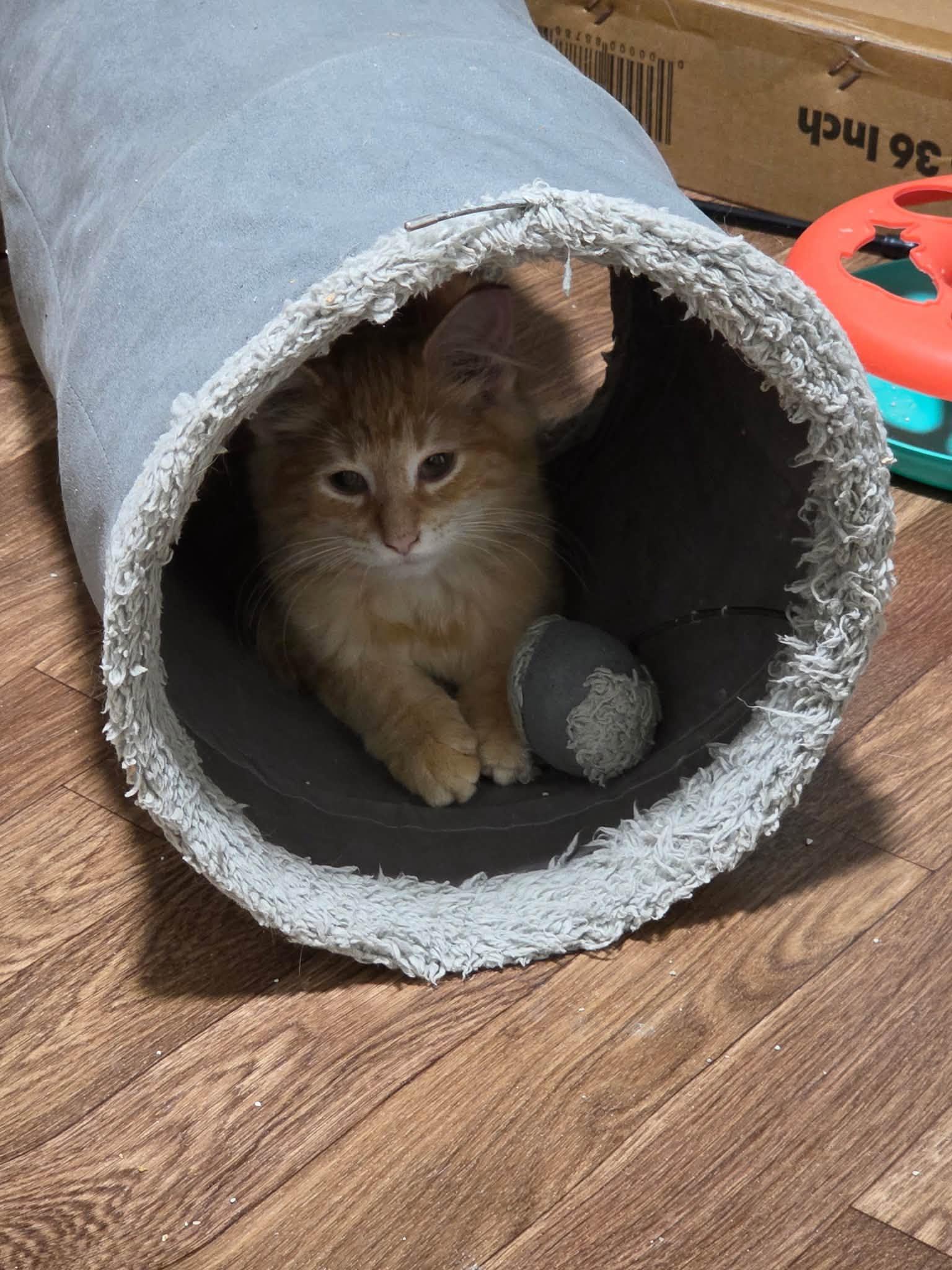 Enlarge Scotch, A Fluffy Ginger Sweetheart, a Adopted Domestic Long Hair in Columbus, OH image 3/4