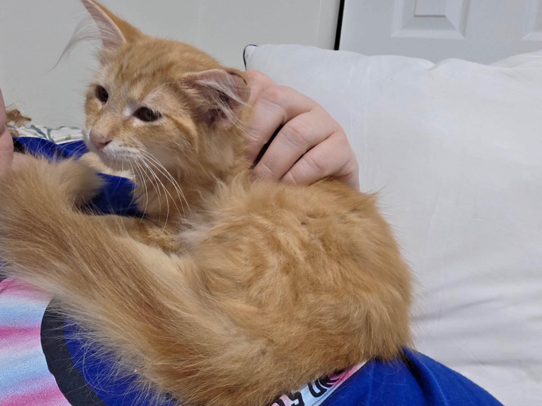 Enlarge Scotch, A Fluffy Ginger Sweetheart, a Adopted Domestic Long Hair in Columbus, OH image 4/4