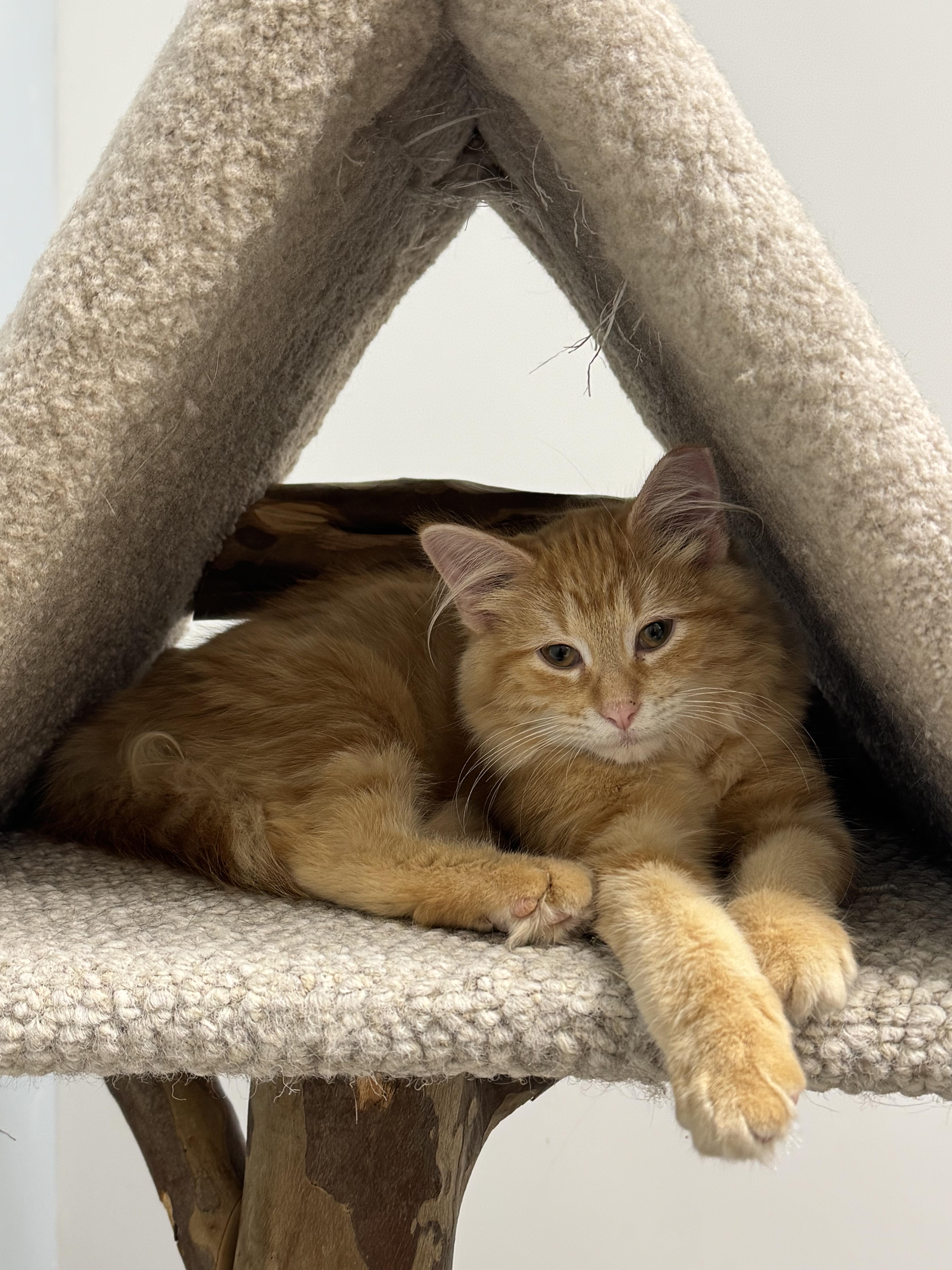 Scotch, A Fluffy Ginger Sweetheart, Adopted, Kitten Male Domestic Long Hair.