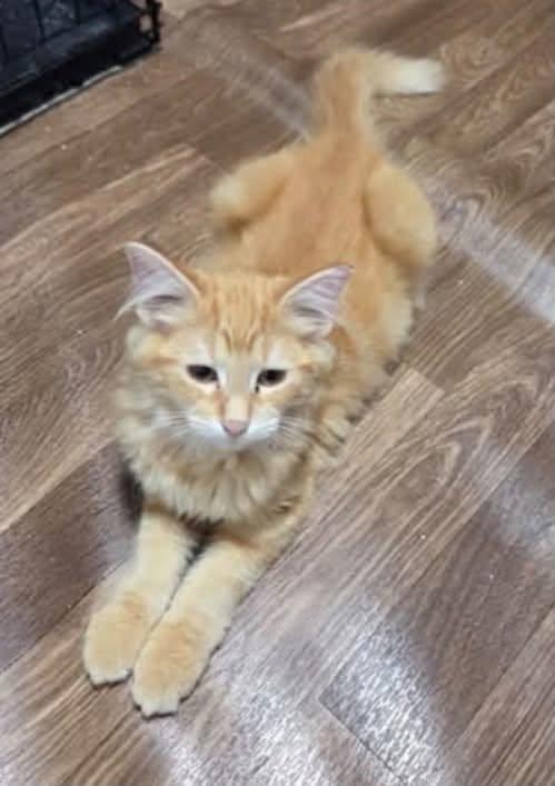 Enlarge Scotch, A Fluffy Ginger Sweetheart, a Adopted Domestic Long Hair in Columbus, OH image 2/4