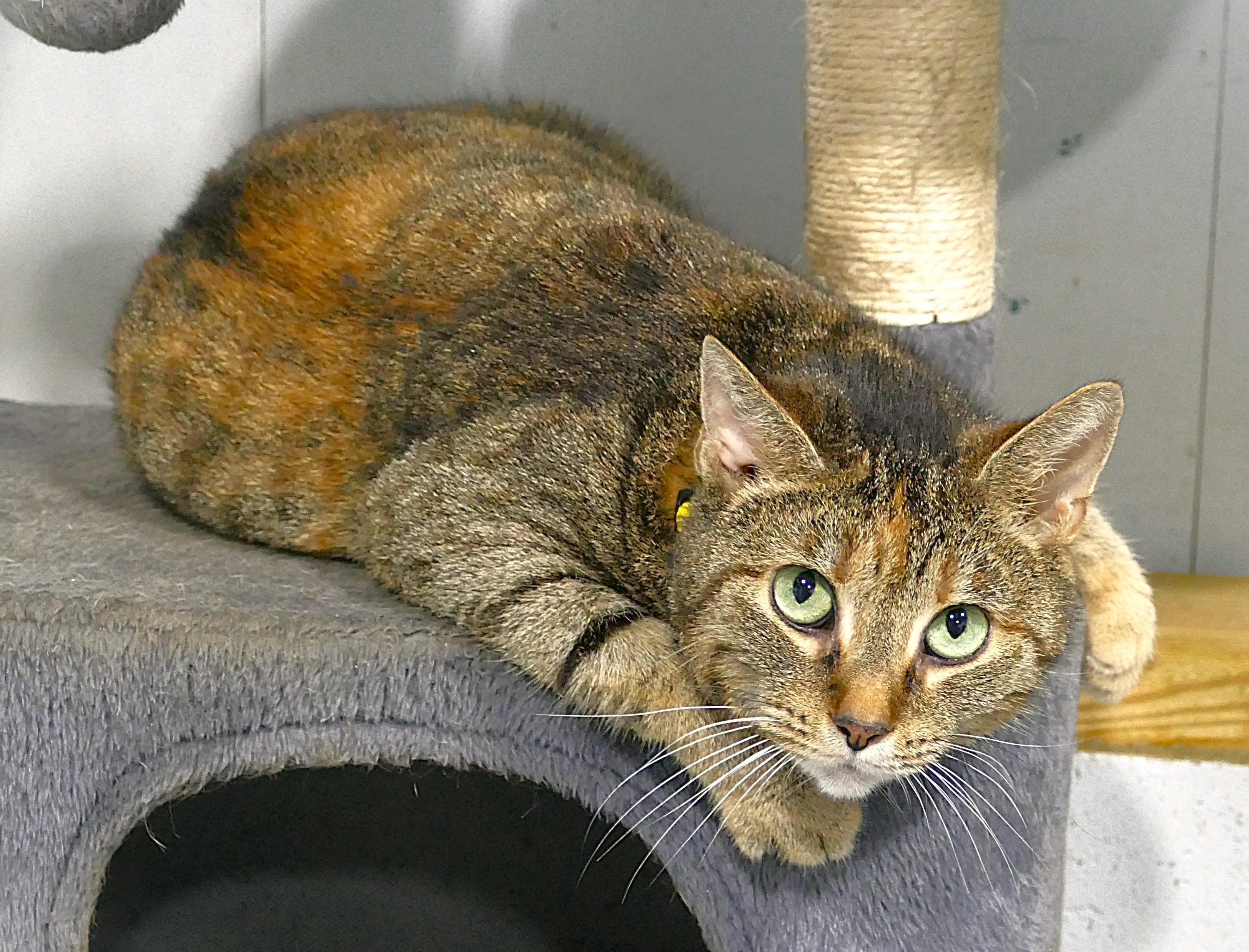 COVI, ADOPTABLE, Adult Female Domestic Short Hair.