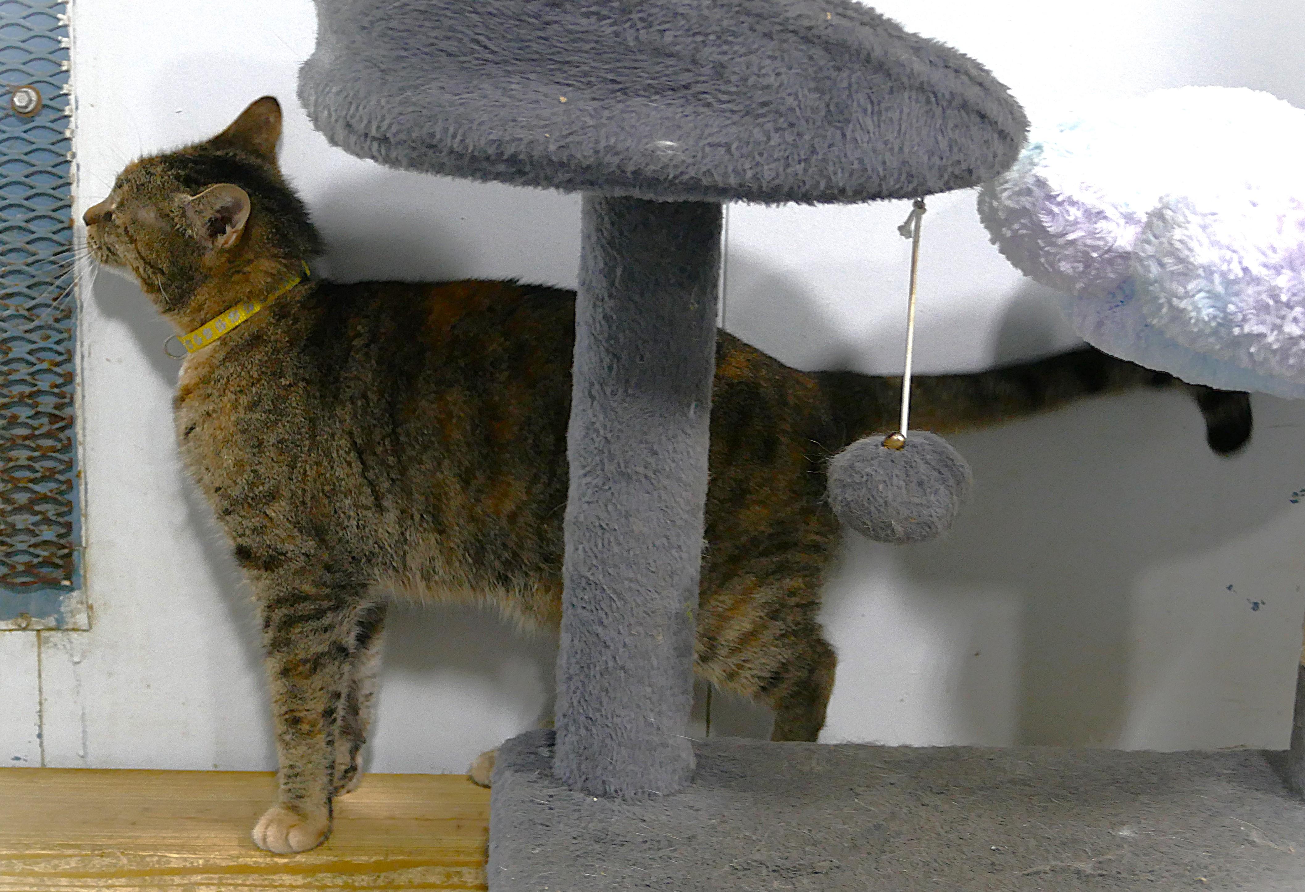 COVI, a ADOPTABLE mixed breed in Beechbottom, WV image 3/3