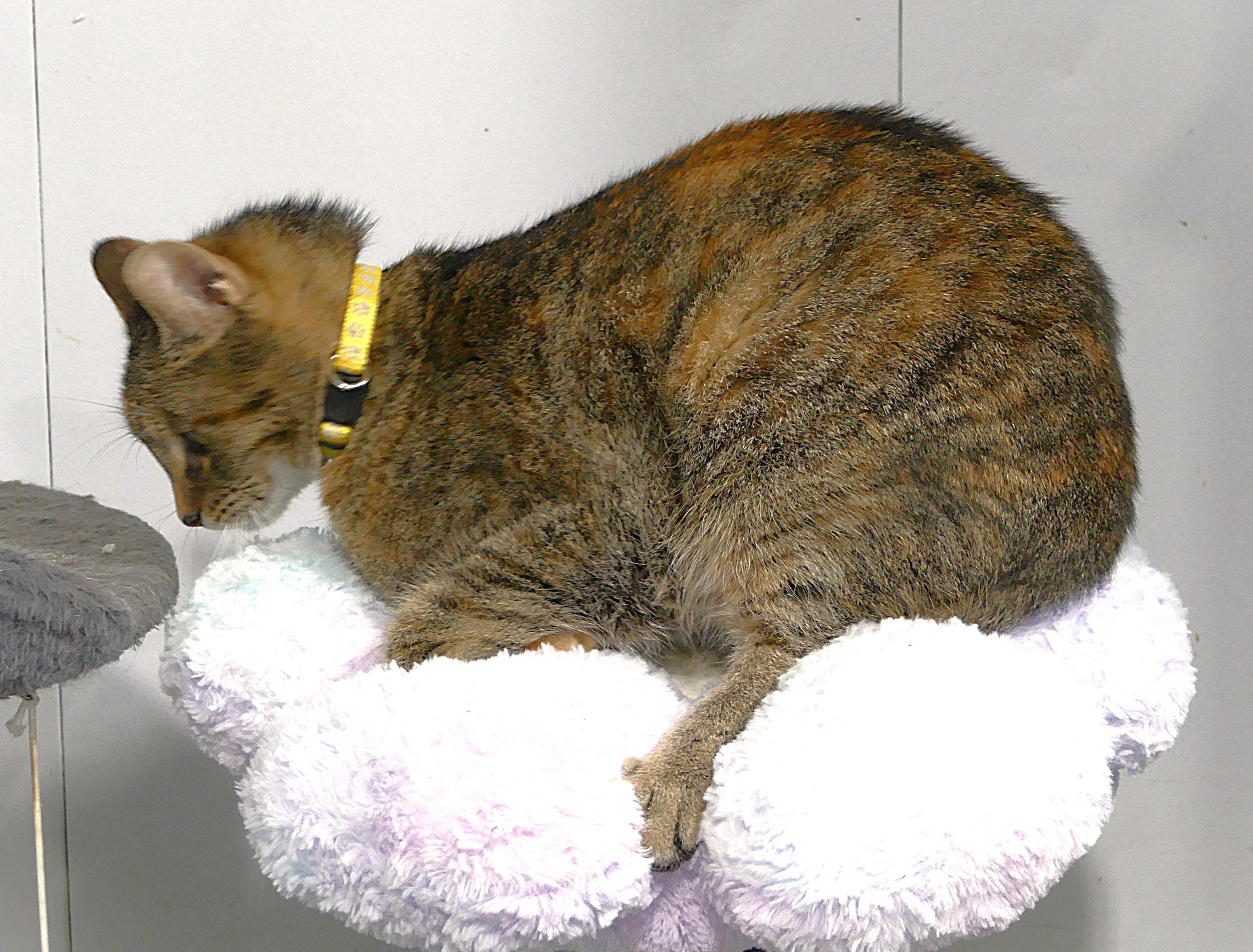 COVI, a ADOPTABLE mixed breed in Beechbottom, WV image 2/3