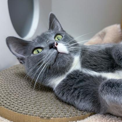 Sissy (Bashful Buddy), a Adoptable mixed breed in Wheaton, IL image 1/3