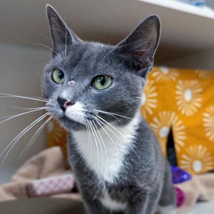 Sissy (Bashful Buddy), Adoptable, Adult Female Domestic Short Hair & Domestic Short Hair.