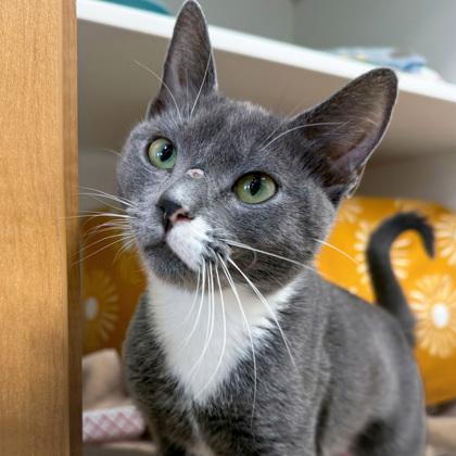 Sissy (Bashful Buddy), a Adoptable mixed breed in Wheaton, IL image 3/3