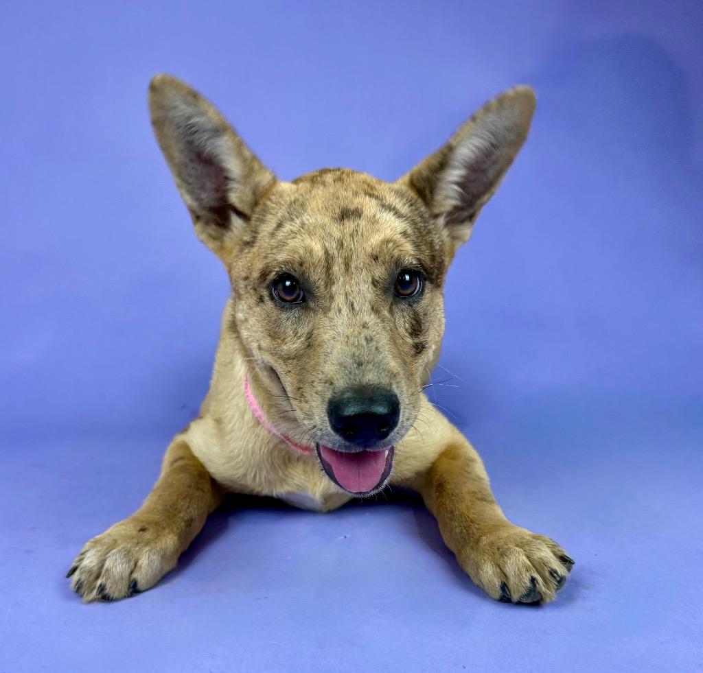 Enlarge Banksy, a Adoptable mixed breed in Clinton, NJ image 3/3