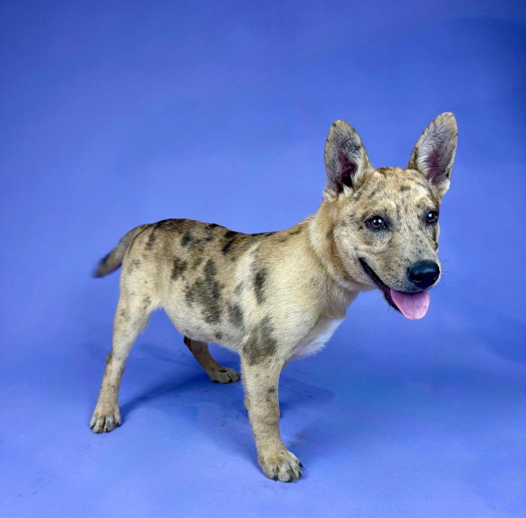 Enlarge Banksy, a Adoptable mixed breed in Clinton, NJ image 1/3