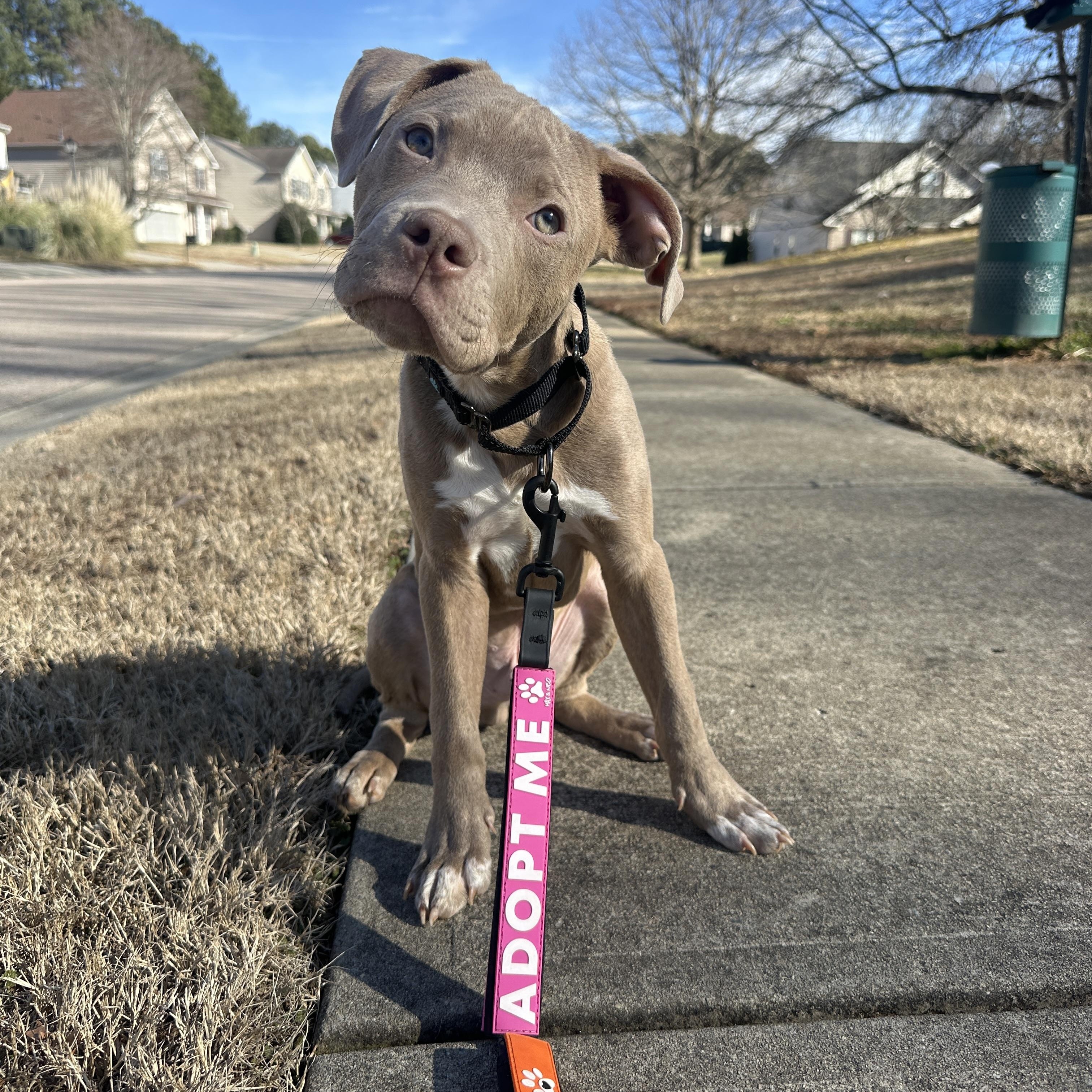 Enlarge Morty, a Adopted mixed breed in MOORESVILLE, NC image 3/3