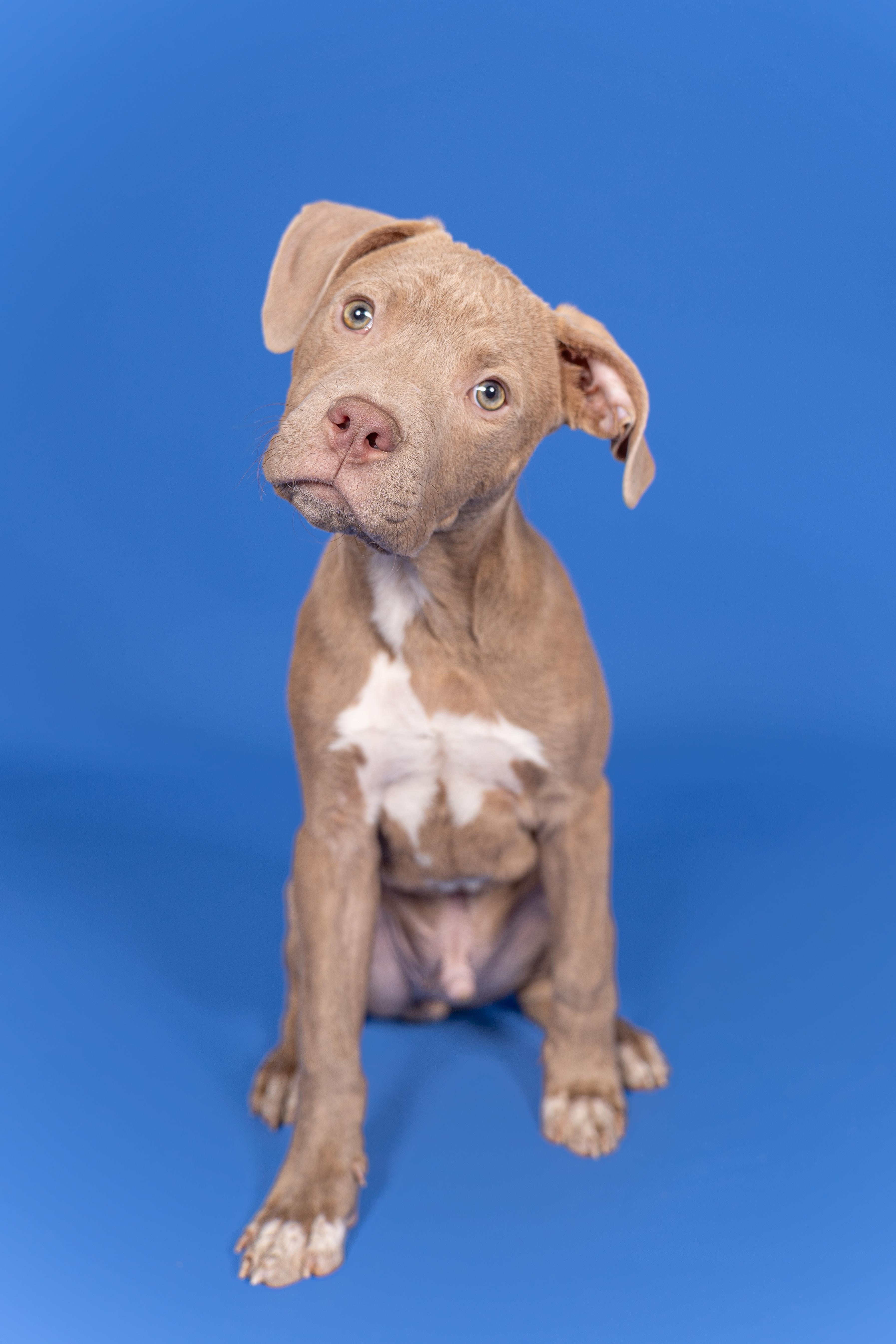 Enlarge Morty, a Adopted mixed breed in MOORESVILLE, NC image 2/3