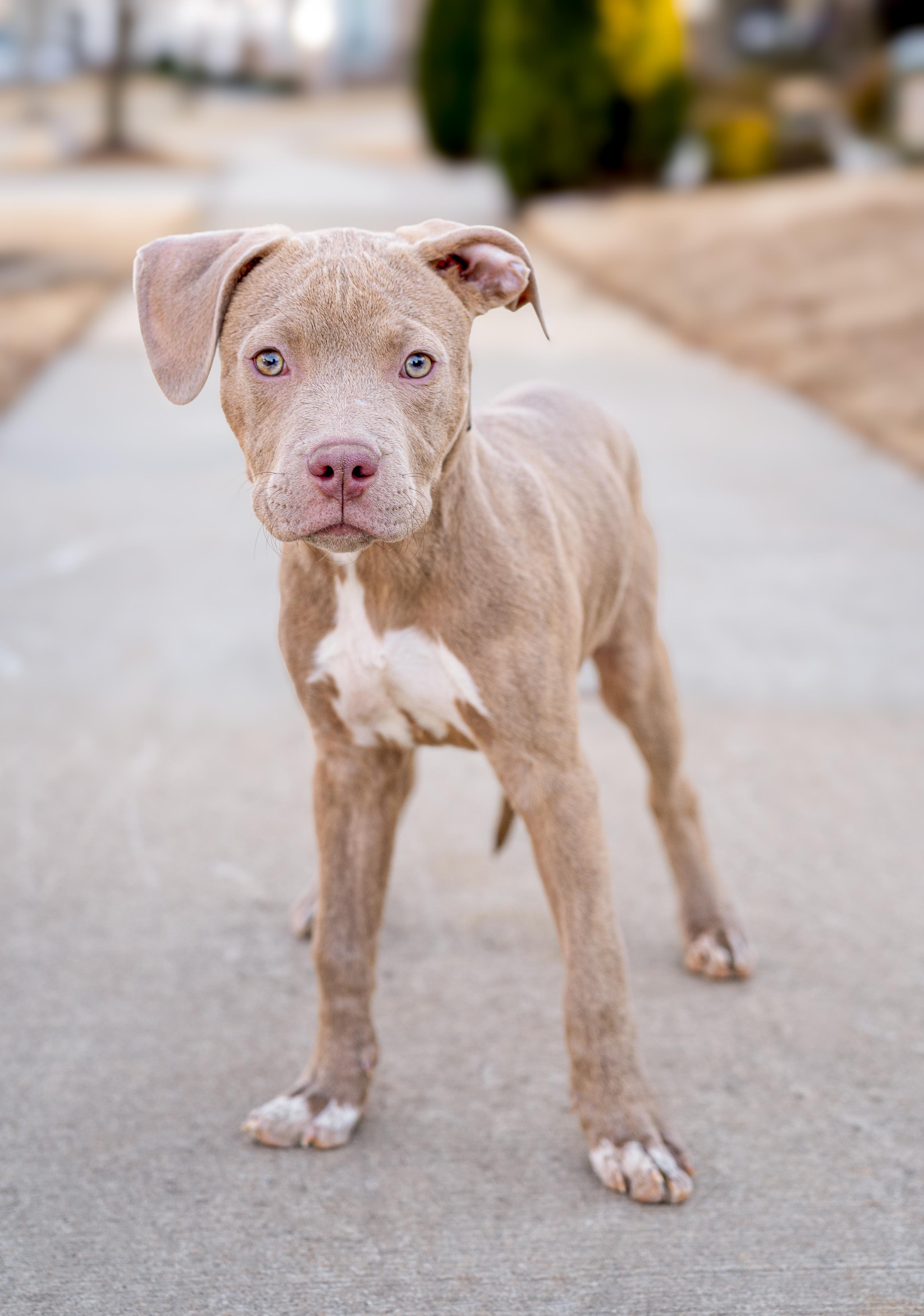 Morty, Adopted, Young Male Pit Bull Terrier.