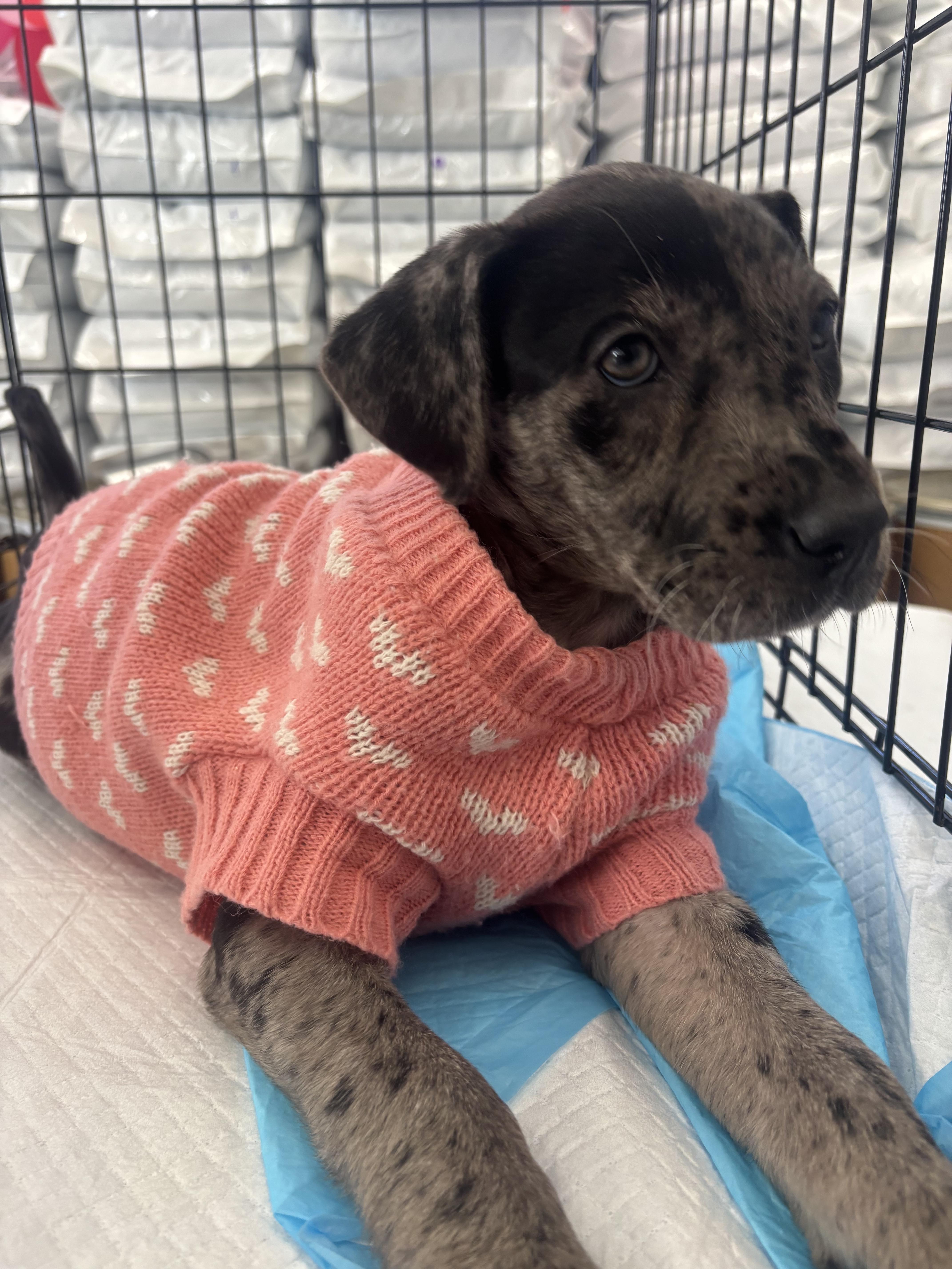 Valan, Adoptable, Puppy Female Catahoula Leopard Dog.