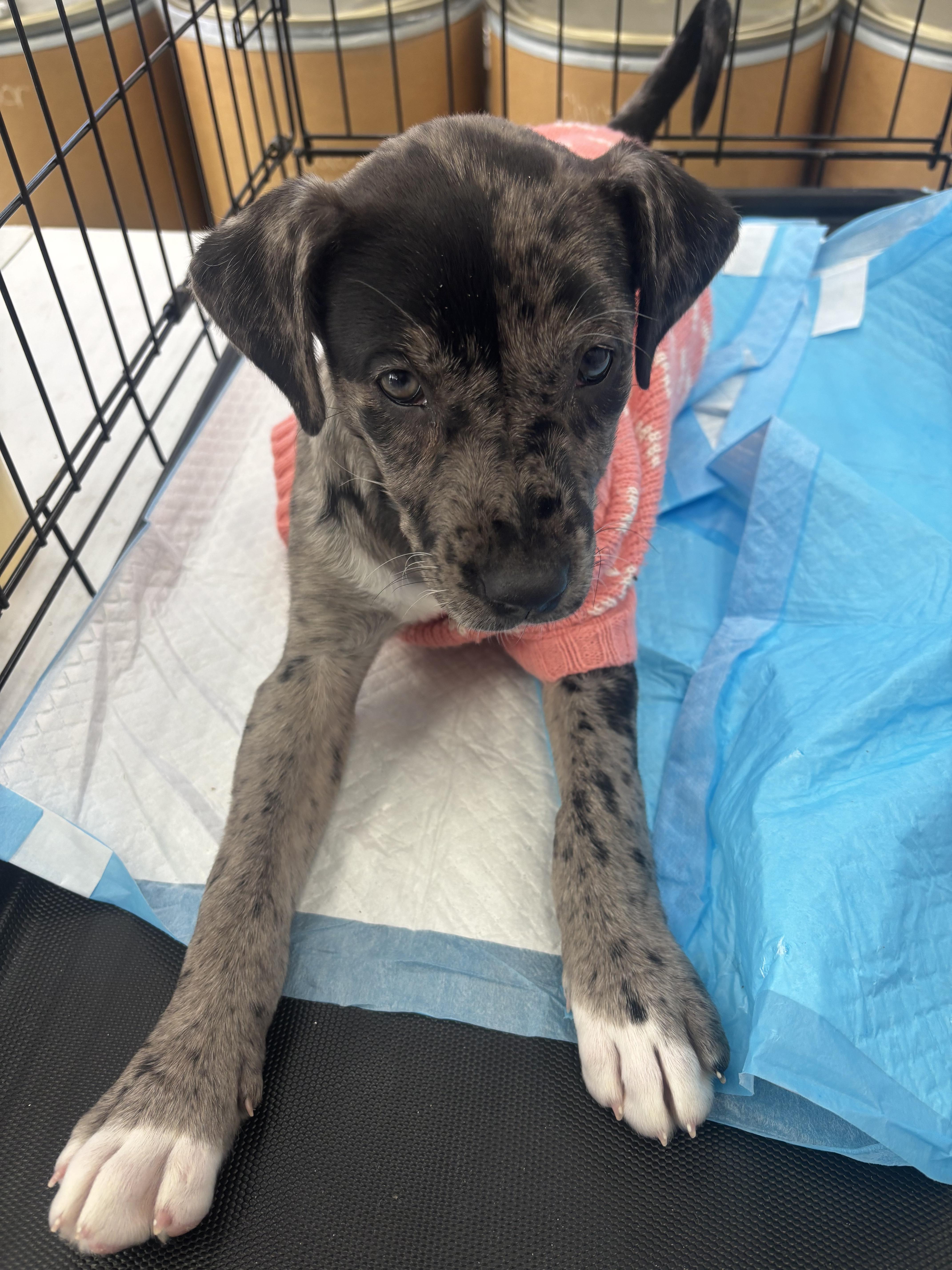 Enlarge Valan, a Adoptable Catahoula Leopard Dog in Evergreen, CO image 2/2