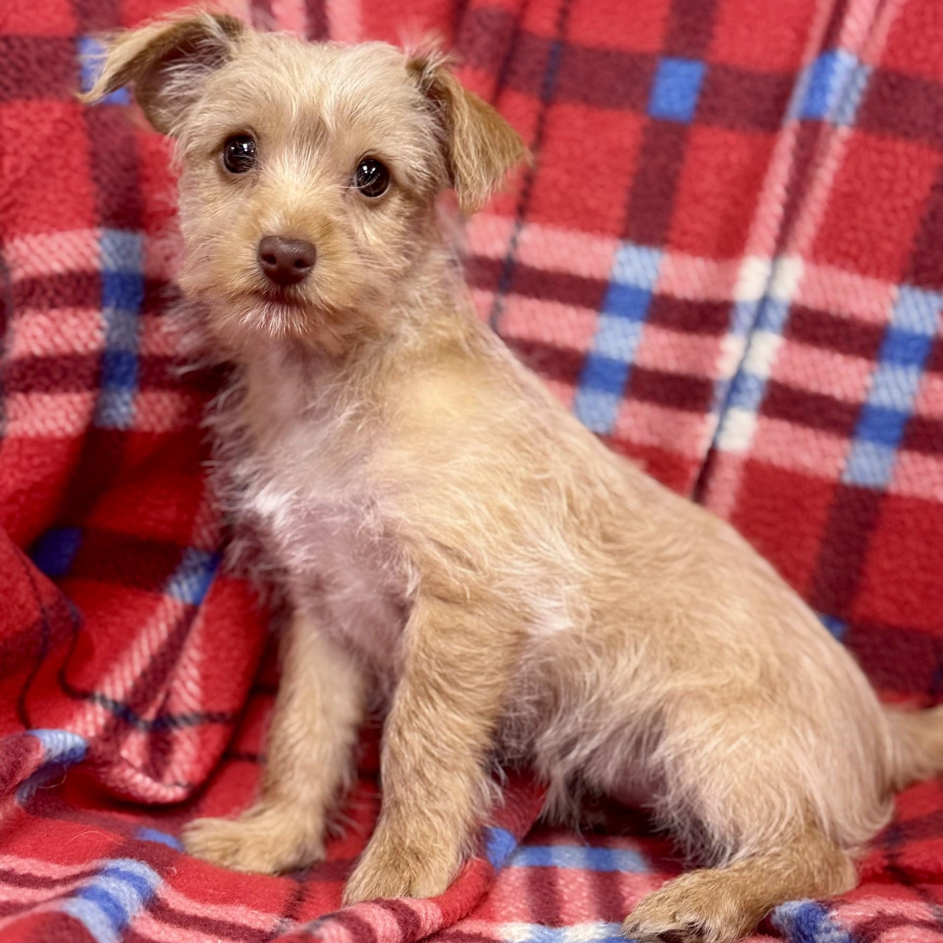 Enlarge Nori (CONC-A-9068), an adopted mixed breed in Concord, NC image 1/1