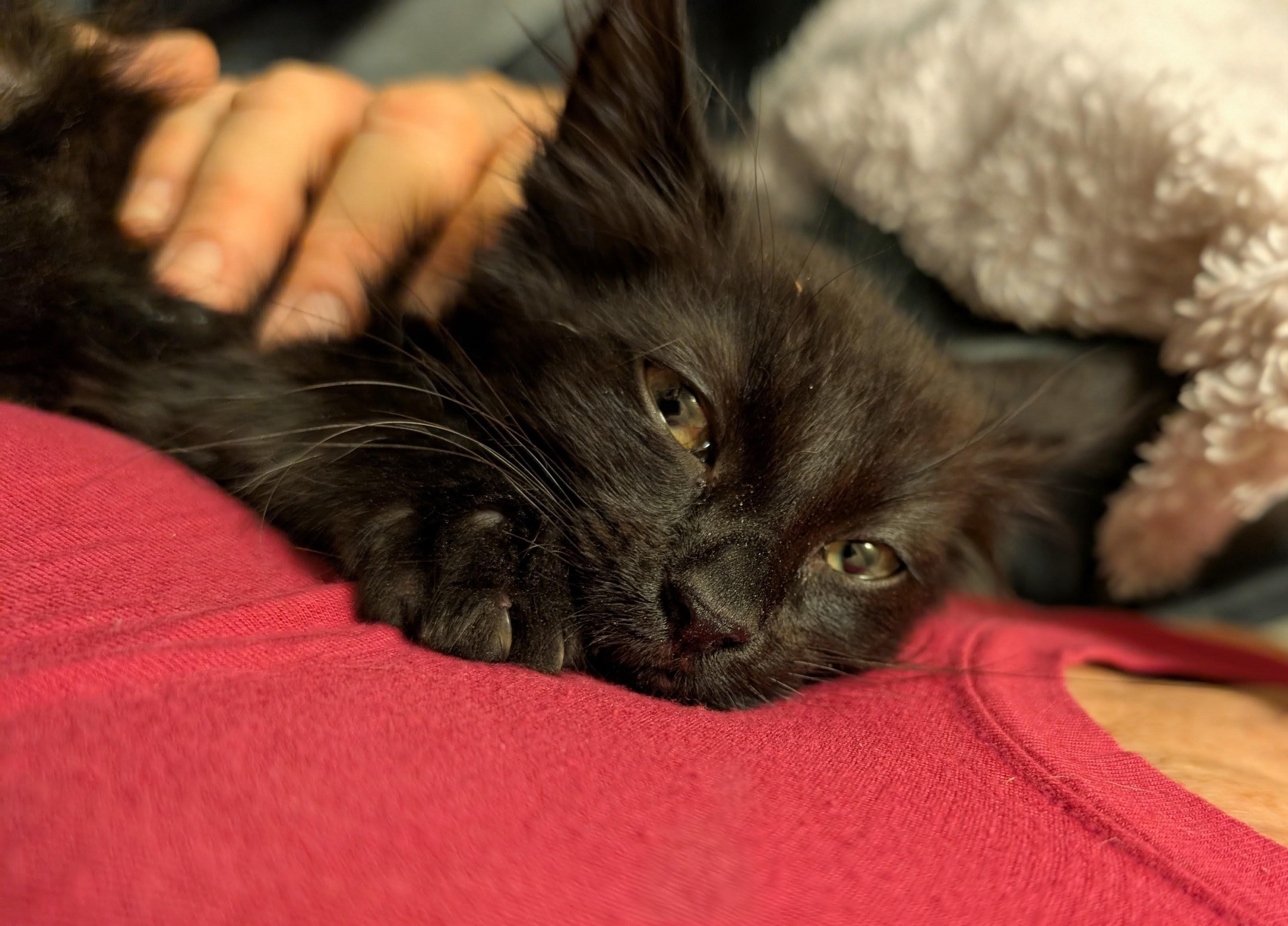 Enlarge Luna (ADOPTED!), an adopted Domestic Medium Hair in Monrovia, CA image 4/5