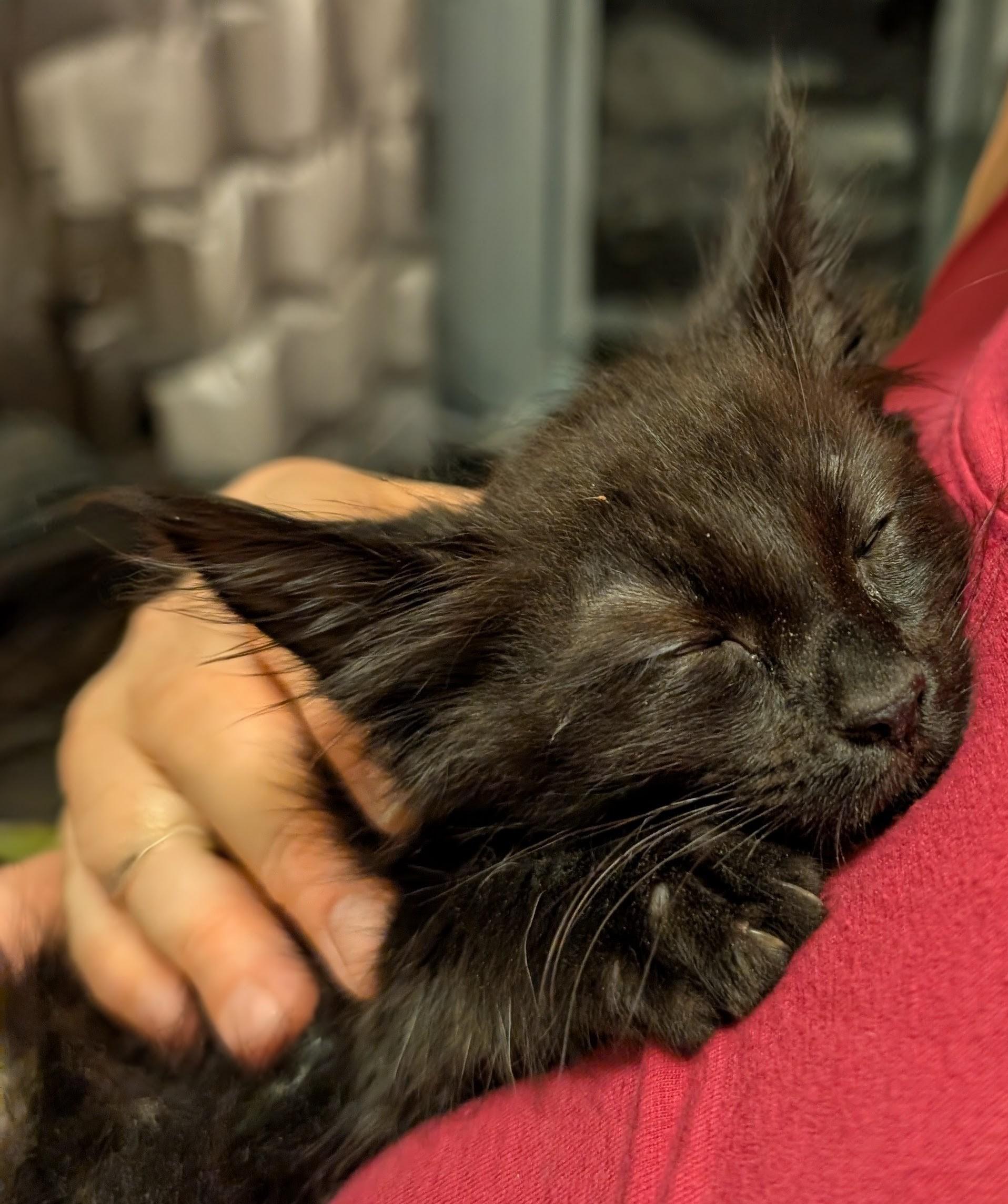 Enlarge Luna (ADOPTED!), an adopted Domestic Medium Hair in Monrovia, CA image 5/5