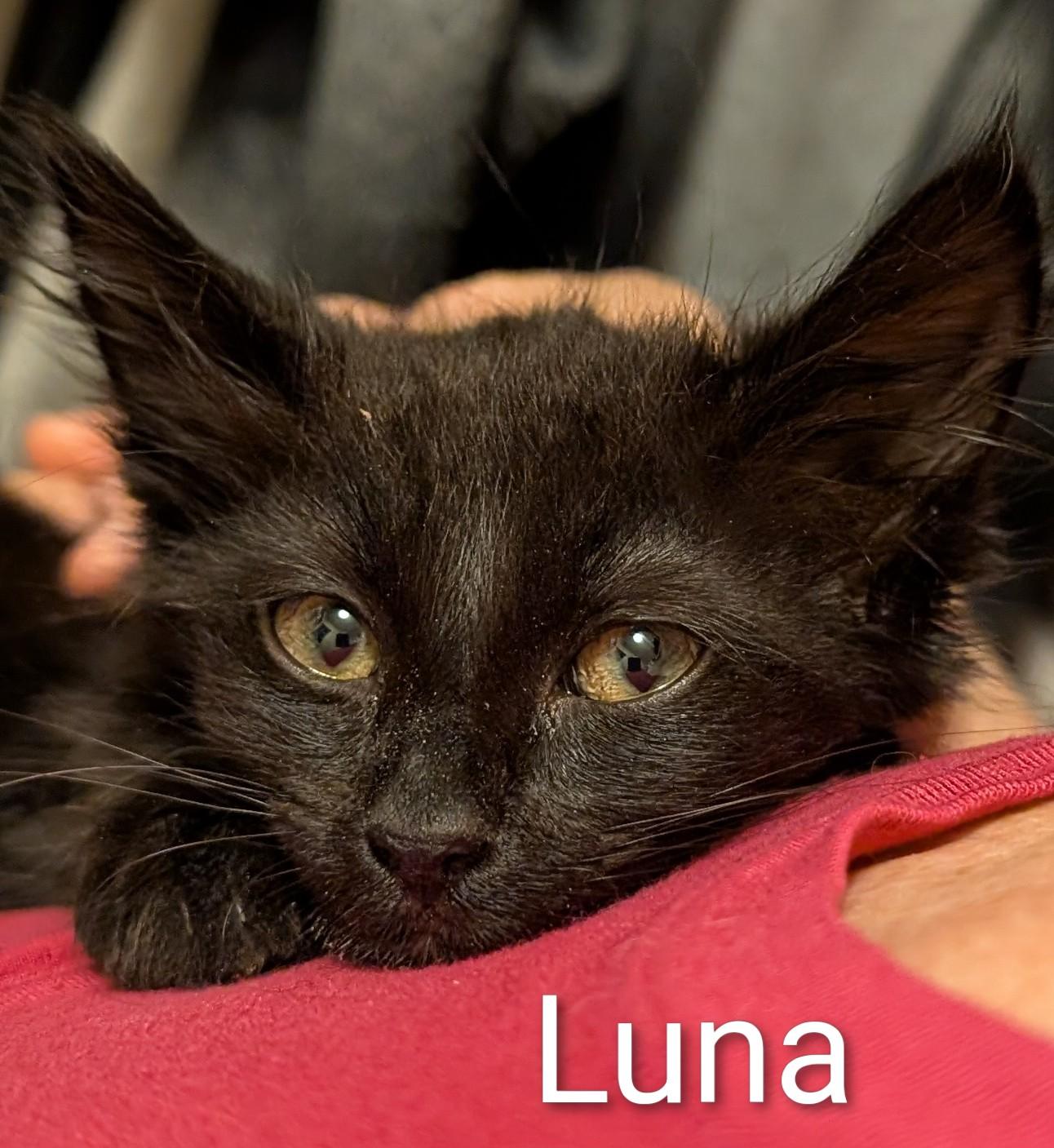Luna (ADOPTED!)