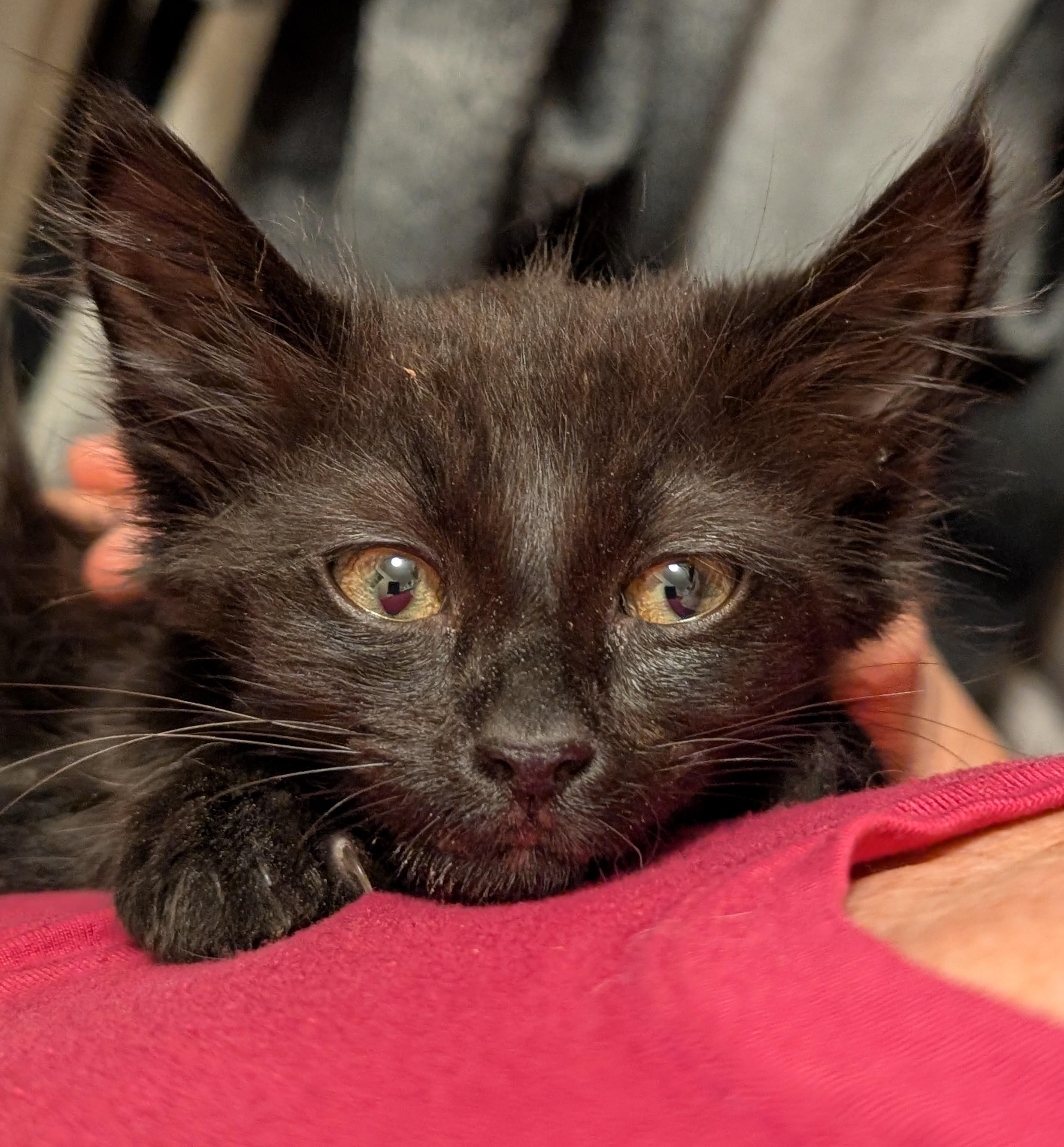 Enlarge Luna (ADOPTED!), an adopted Domestic Medium Hair in Monrovia, CA image 2/5