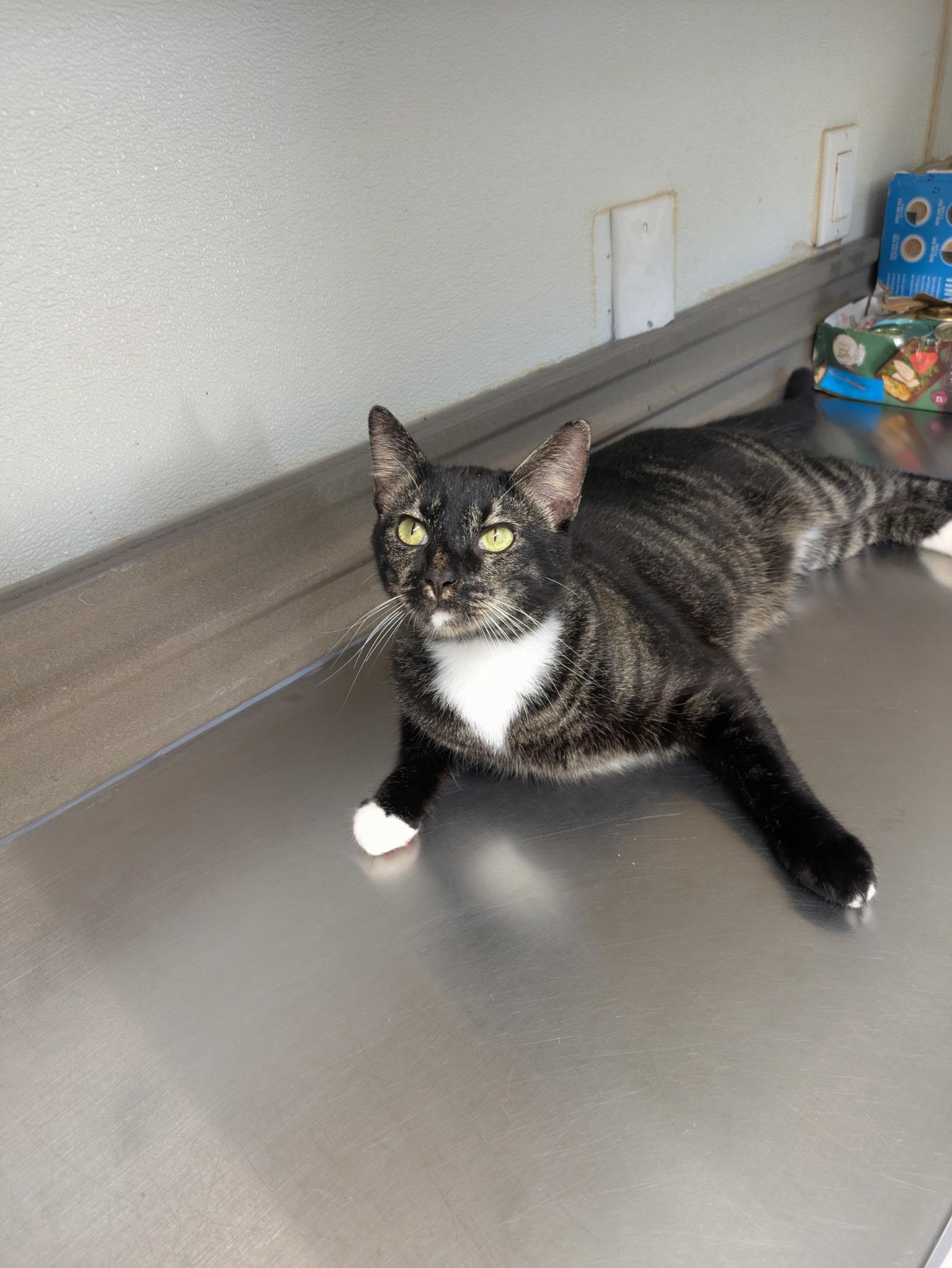 Stryker, Adoptable, Adult Male Domestic Short Hair.