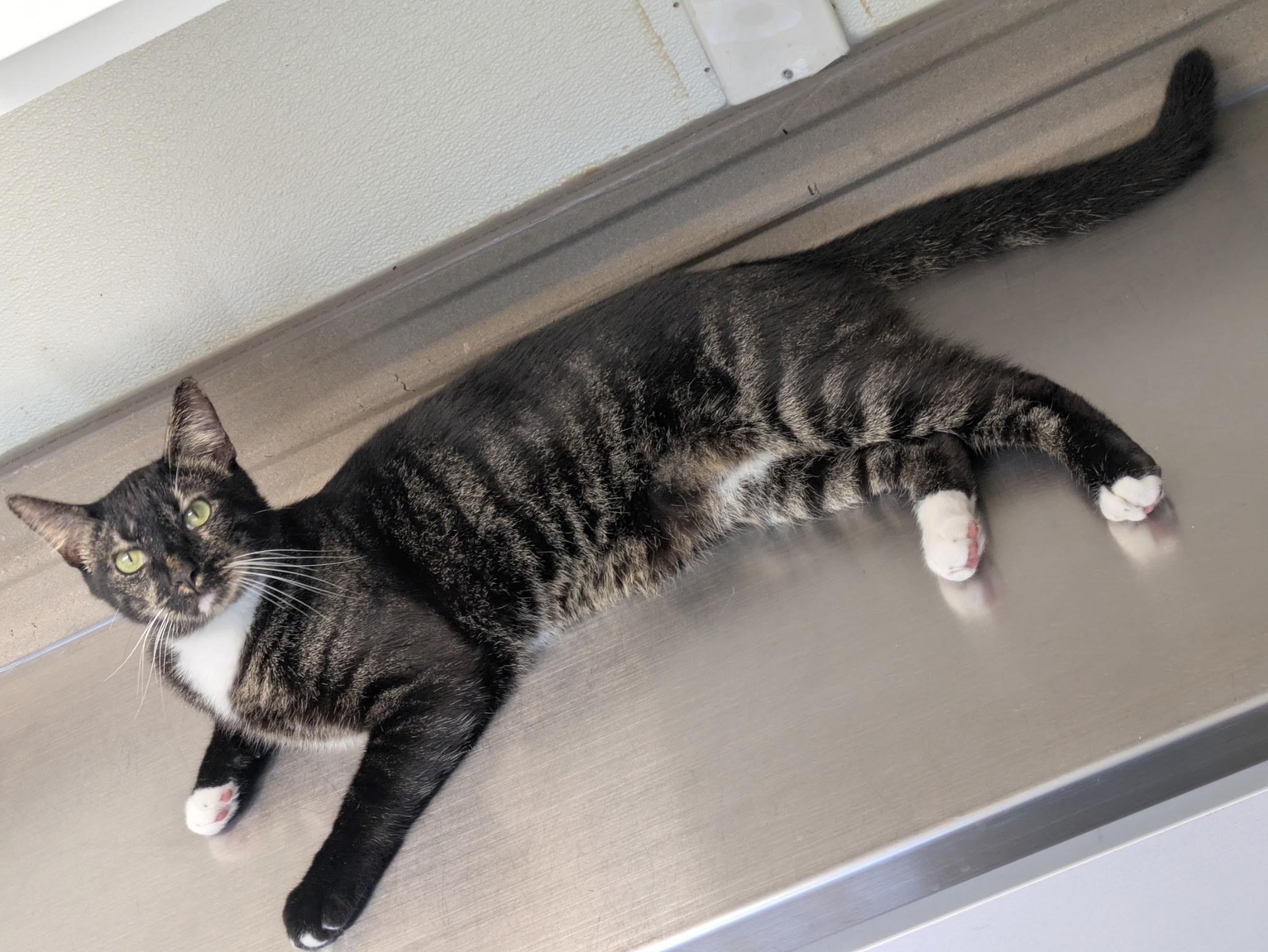 Stryker, a Adoptable Domestic Short Hair in Melbourne, FL image 2/2