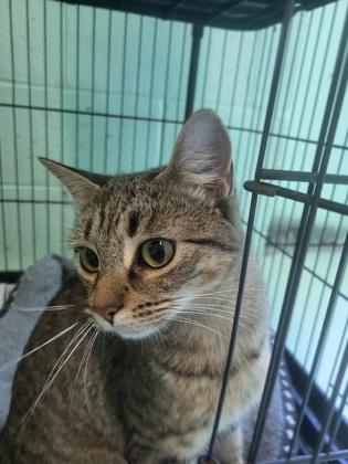 Enlarge Meg, a Adoptable mixed breed in Grove, OK image 1/1