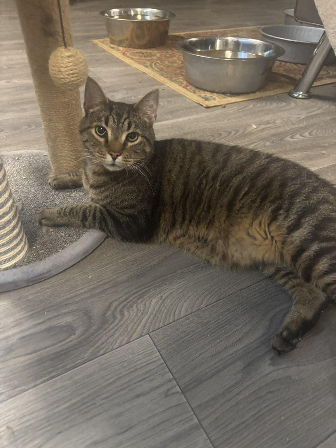 Nikolas, a Adoptable Domestic Short Hair in Pardeeville, WI image 2/5