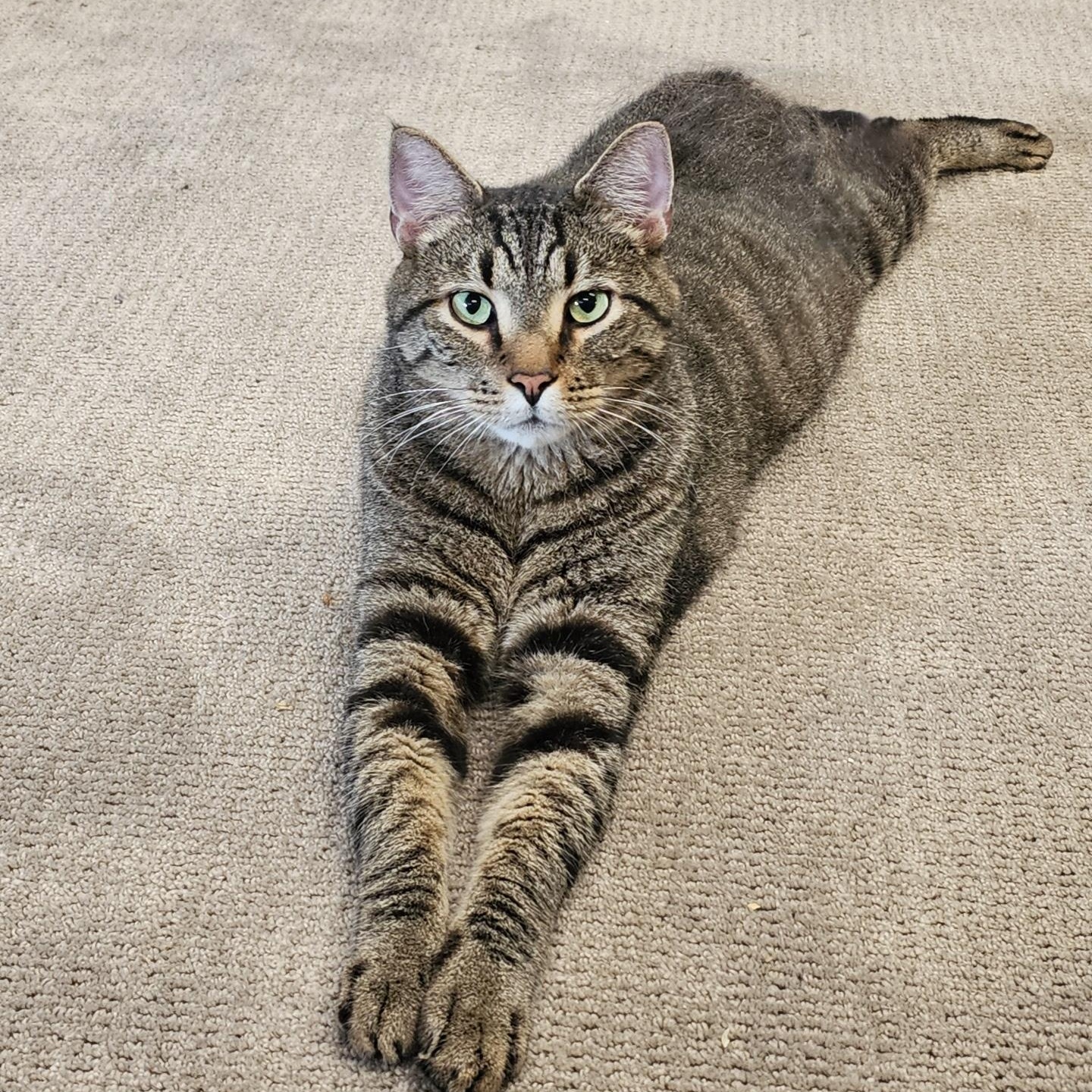 Nikolas, Adoptable, Adult Male Domestic Short Hair.