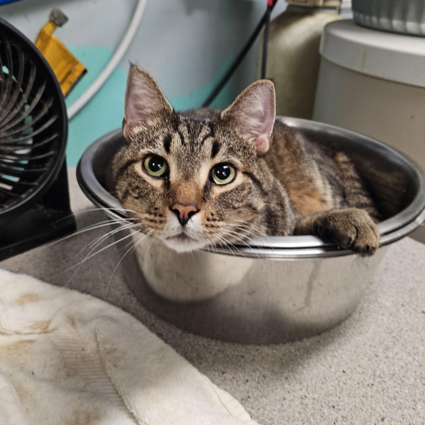 Nikolas, a Adoptable Domestic Short Hair in Pardeeville, WI image 3/5