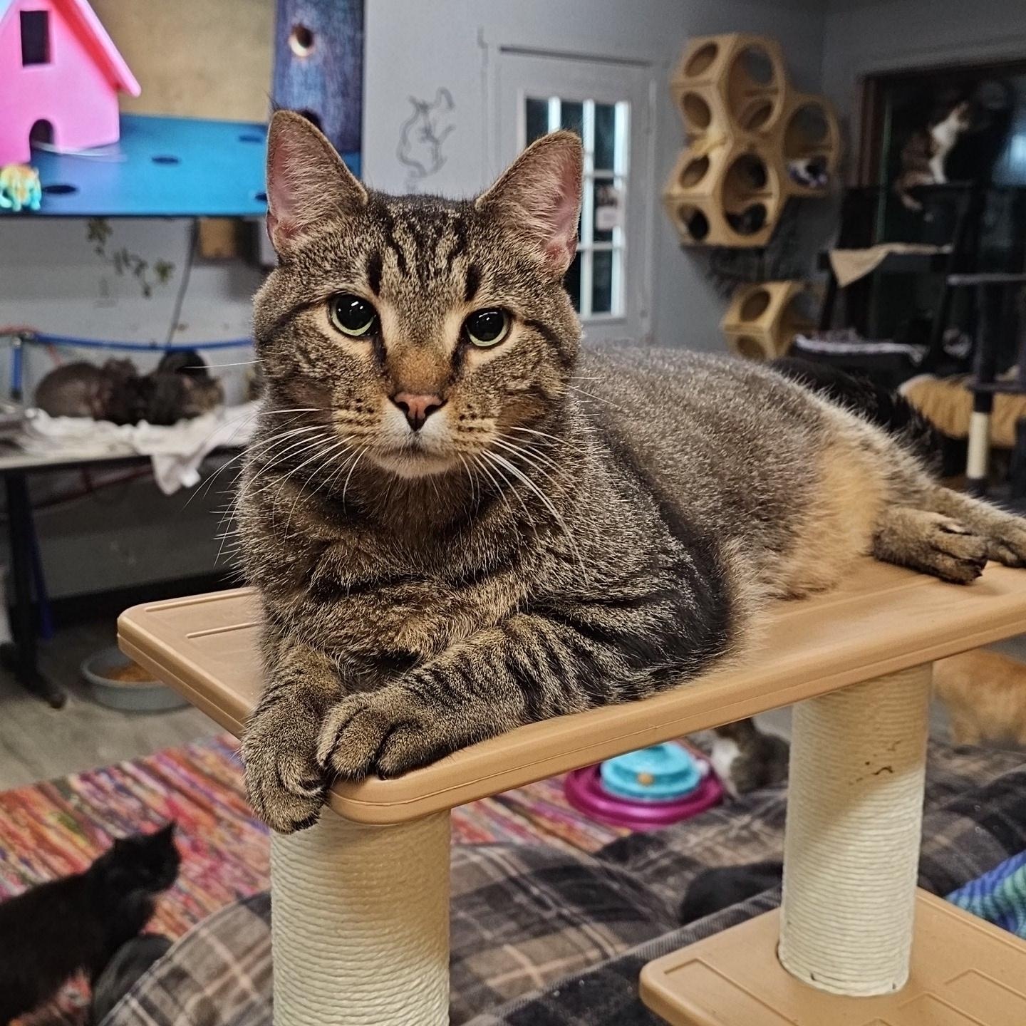 Nikolas, a Adoptable Domestic Short Hair in Pardeeville, WI image 5/5