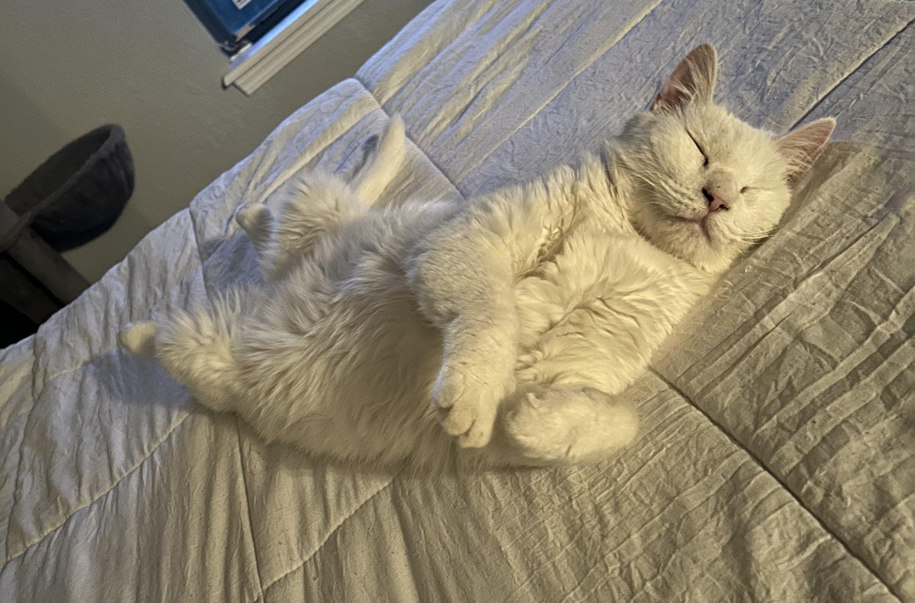 Snowball, a ADOPTABLE Domestic Short Hair in Tulsa, OK image 3/3