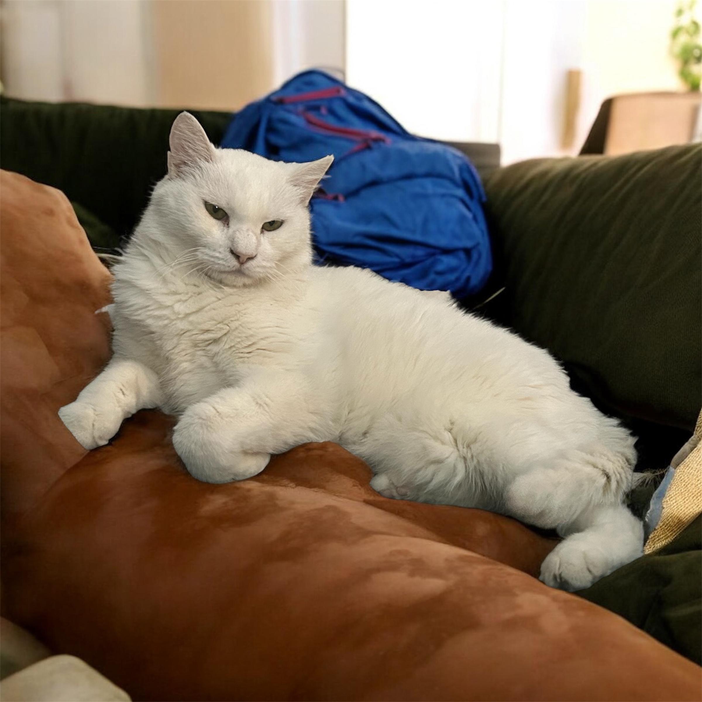 Snowball, a ADOPTABLE Domestic Short Hair in Tulsa, OK image 2/3