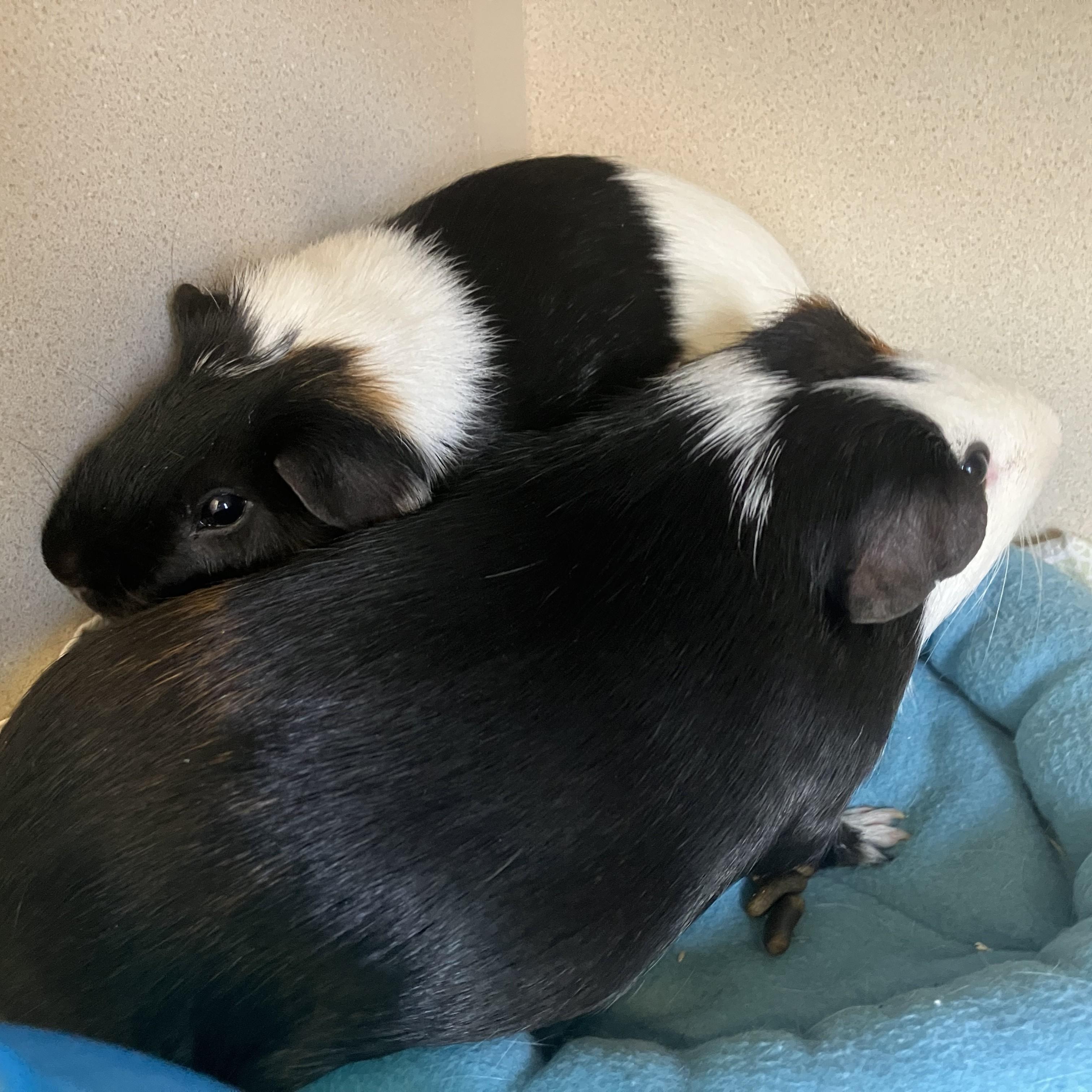 Anthony & Mackie, ADOPTABLE, Adult Male Guinea Pig.