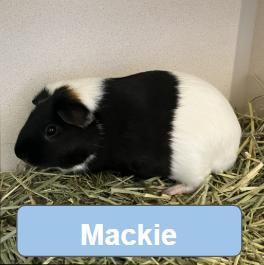 Anthony & Mackie, a ADOPTABLE Guinea Pig in Eatontown, NJ image 3/3