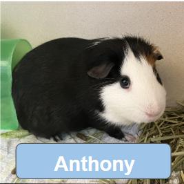 Anthony & Mackie, a ADOPTABLE Guinea Pig in Eatontown, NJ image 2/3